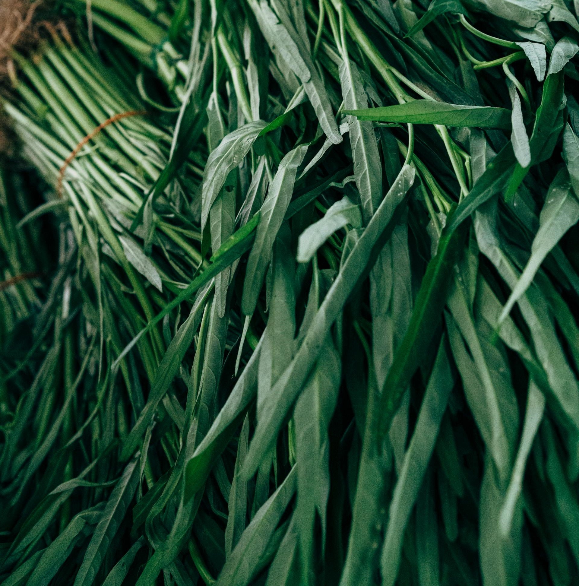 How Long Does Water Spinach Last In The Fridge? | Fridge.com