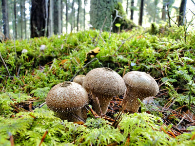 How-Long-Do-Puffball-Mushrooms-Last-In-The-Fridge | Fridge.com