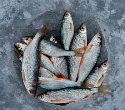 How-Long-Does-Fish-Last-In-Freezer | Fridge.com