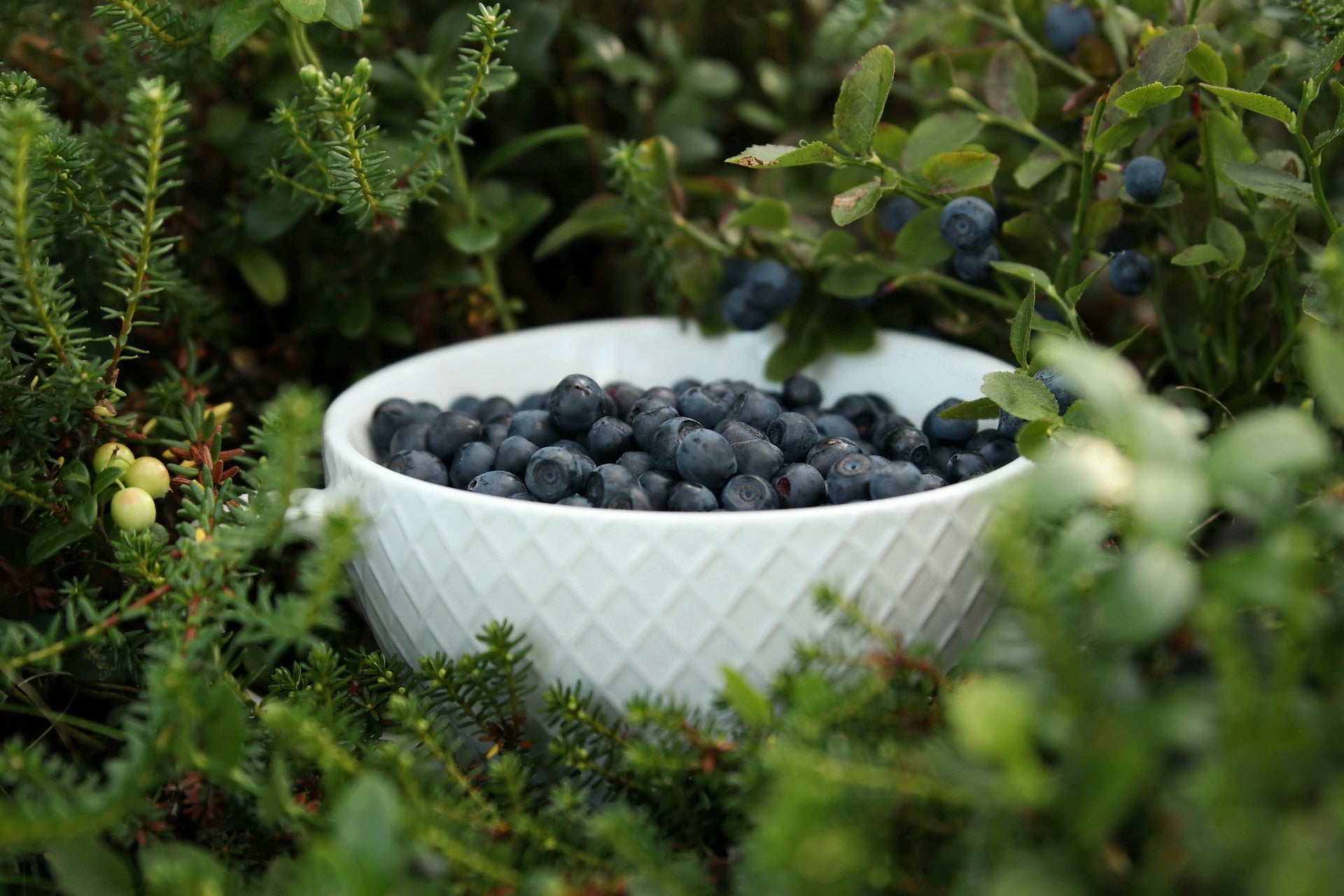 How Long Do Bilberries Last In The Fridge? | Fridge.com