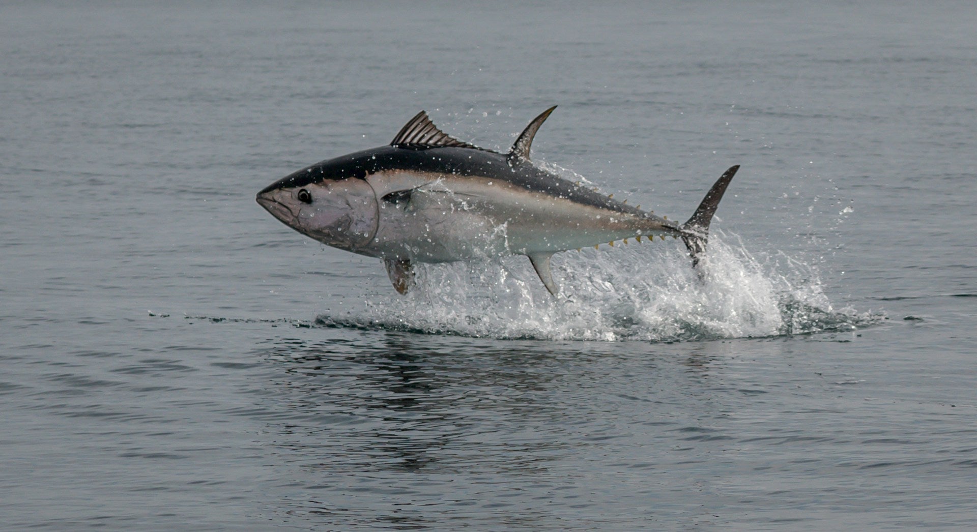 How Long Can Bigeye Tuna Last In The Fridge? | Fridge.com