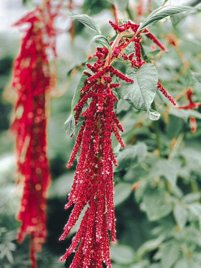 How Long Does Amaranth Last In The Fridge?