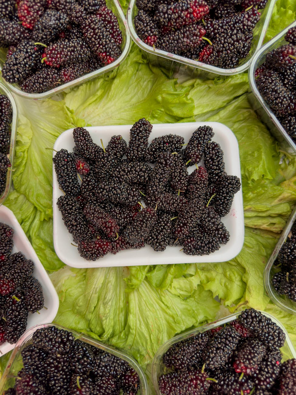 How Long Do Mulberries Last In The Fridge? | Fridge.com