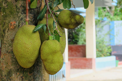 How Long Do Jackfruits Last In The Fridge? | Fridge.com