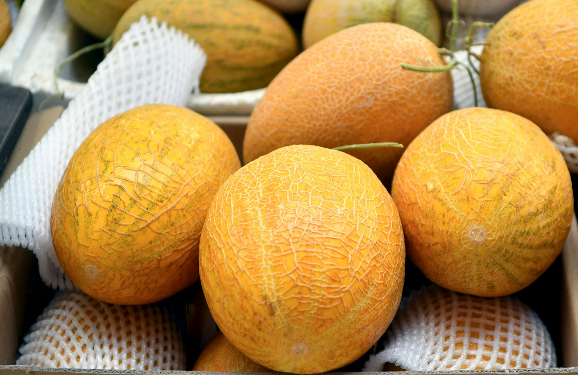 Best Fridge For Melon Day | Fridge.com