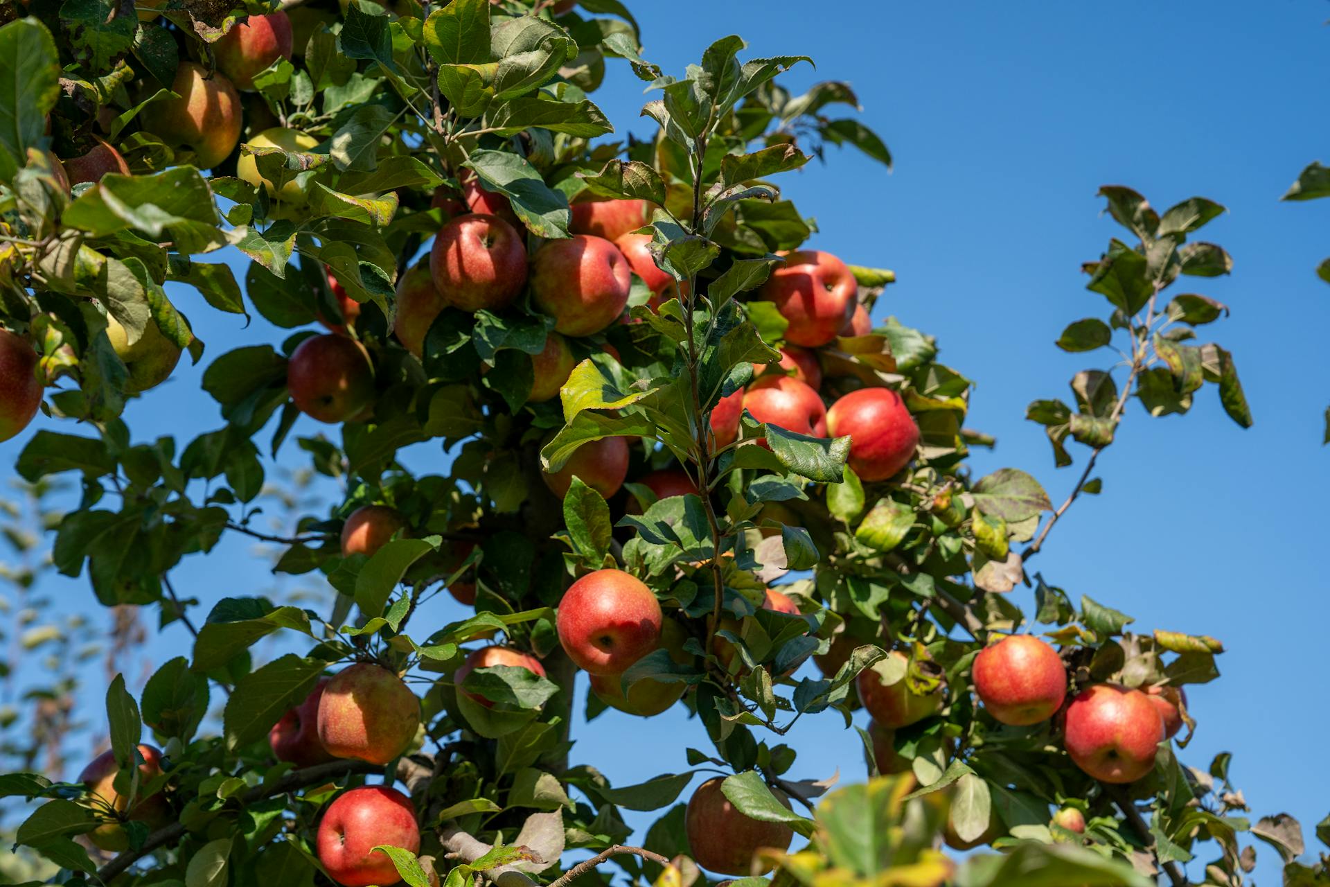 Best Fridge For National Apple Month | Fridge.com