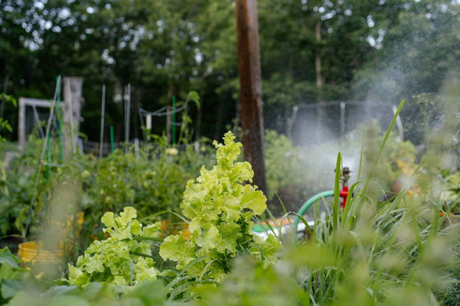 Best Fridge For National Produce Misting Day | Fridge.com