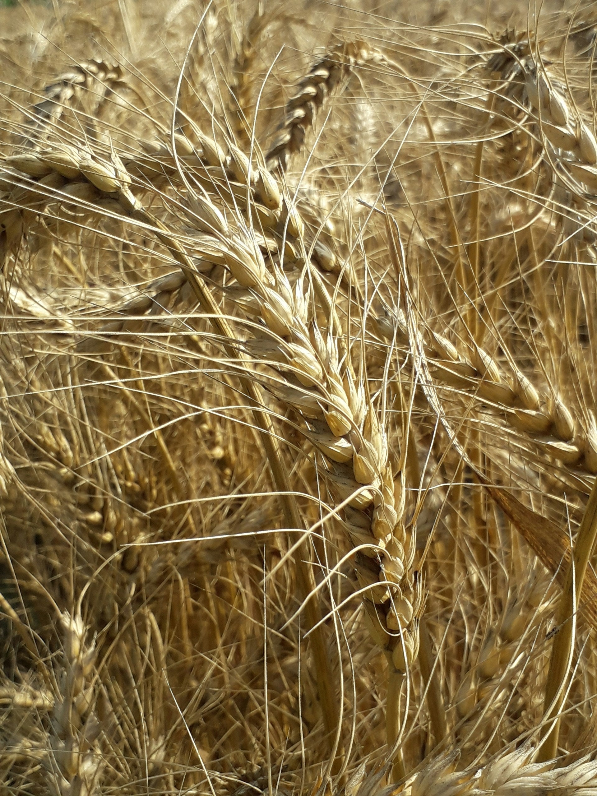 Best Fridge For Shredded Wheat Day | Fridge.com