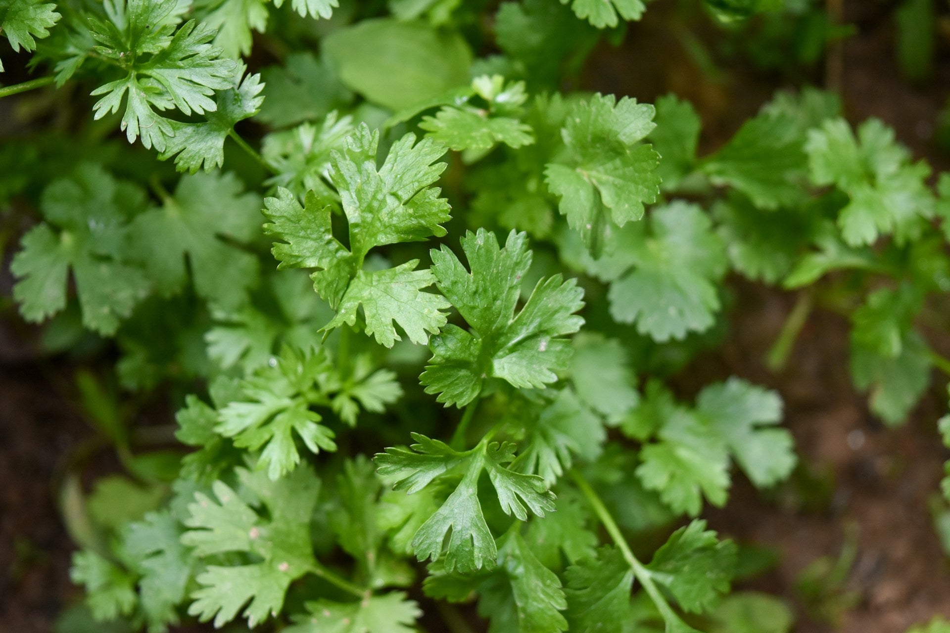 Best Way To Keep Cilantro Fresh In The Refrigerator | Fridge.com