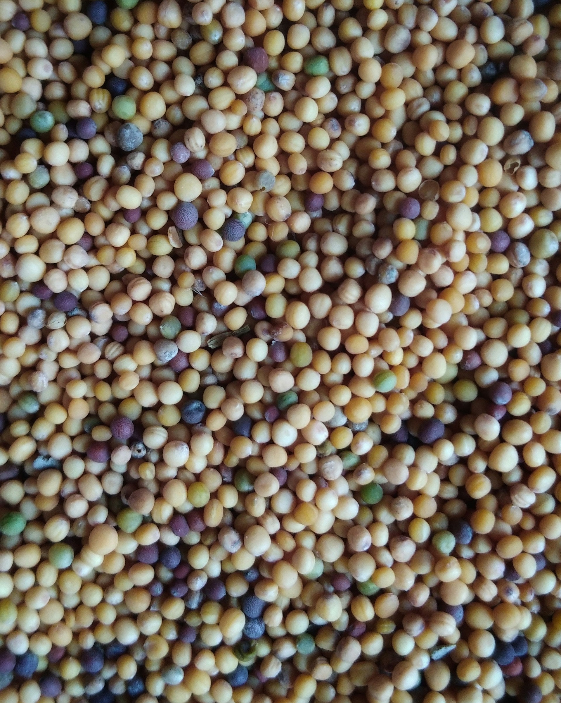 Black Mustard Seeds Vs. Yellow Mustard Seeds In The Fridge | Fridge.com