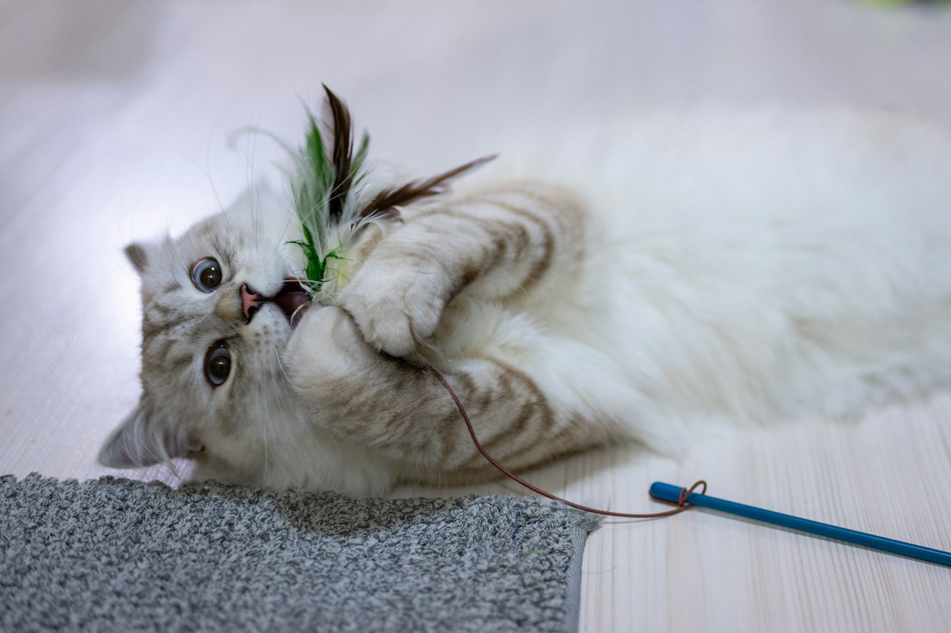 Can Cat Food Be Frozen: What Pet Owners Should Know | Fridge.com
