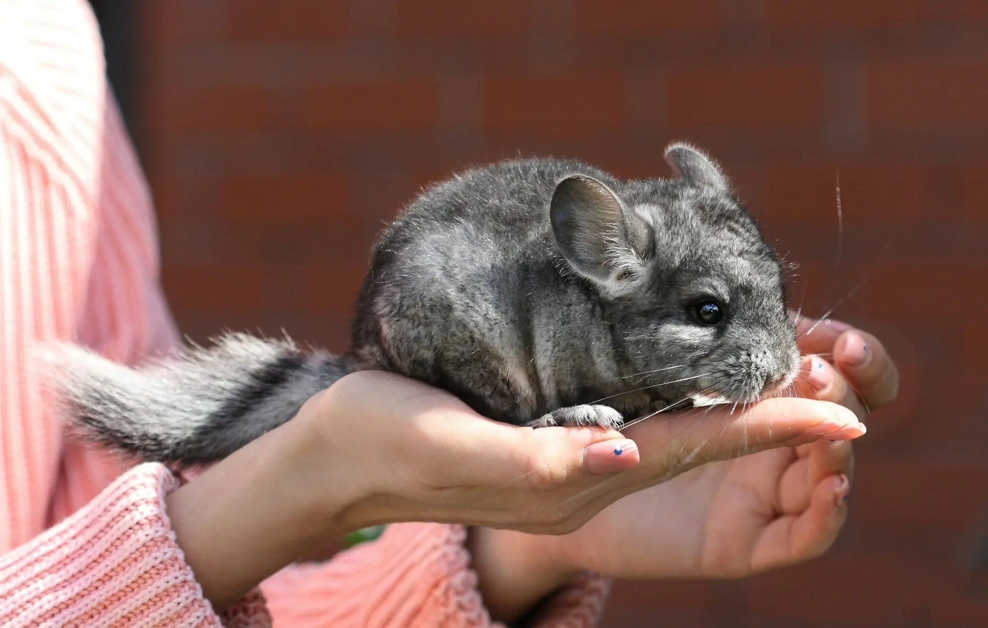 Can Chinchilla Food Be Stored In The Fridge For Freshness? | Fridge.com