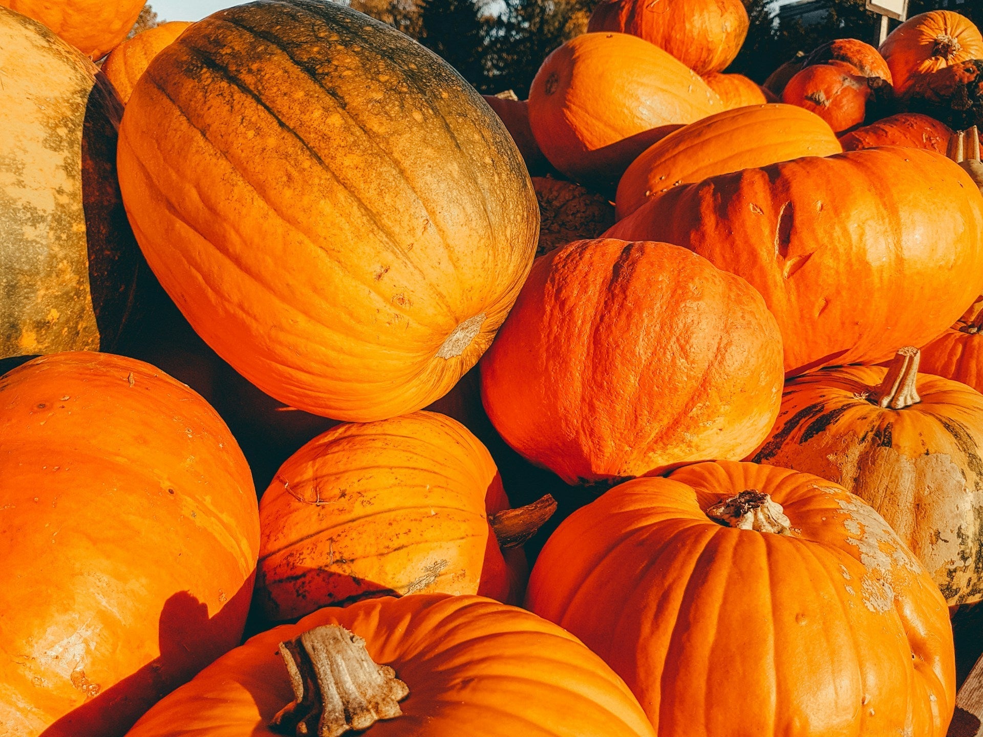 Can Pumpkin Be Stored In The Fridge? | Fridge.com