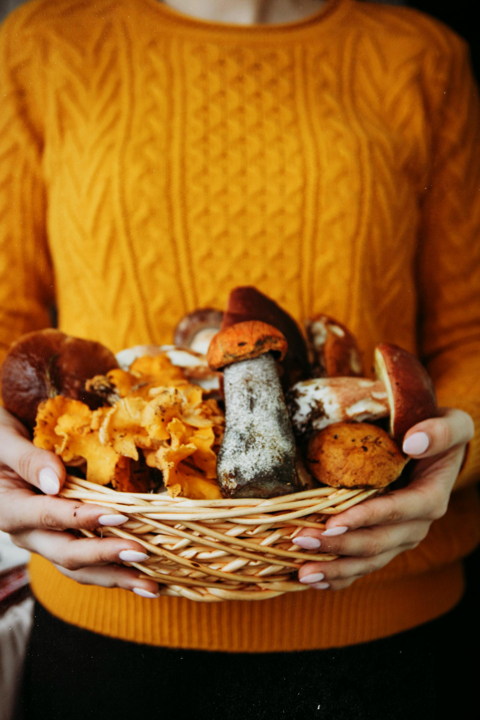 Chest Freezers In Autumn | Fridge.com