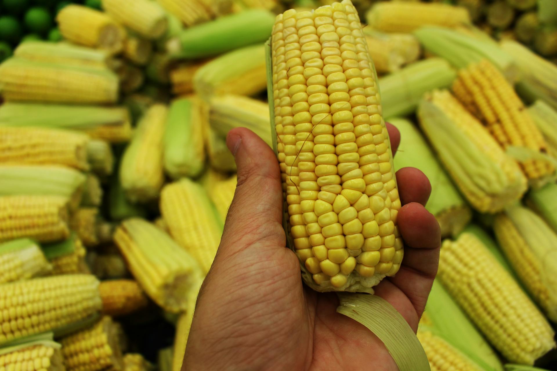 Does Husked Corn Need To Be Refrigerated? | Fridge.com