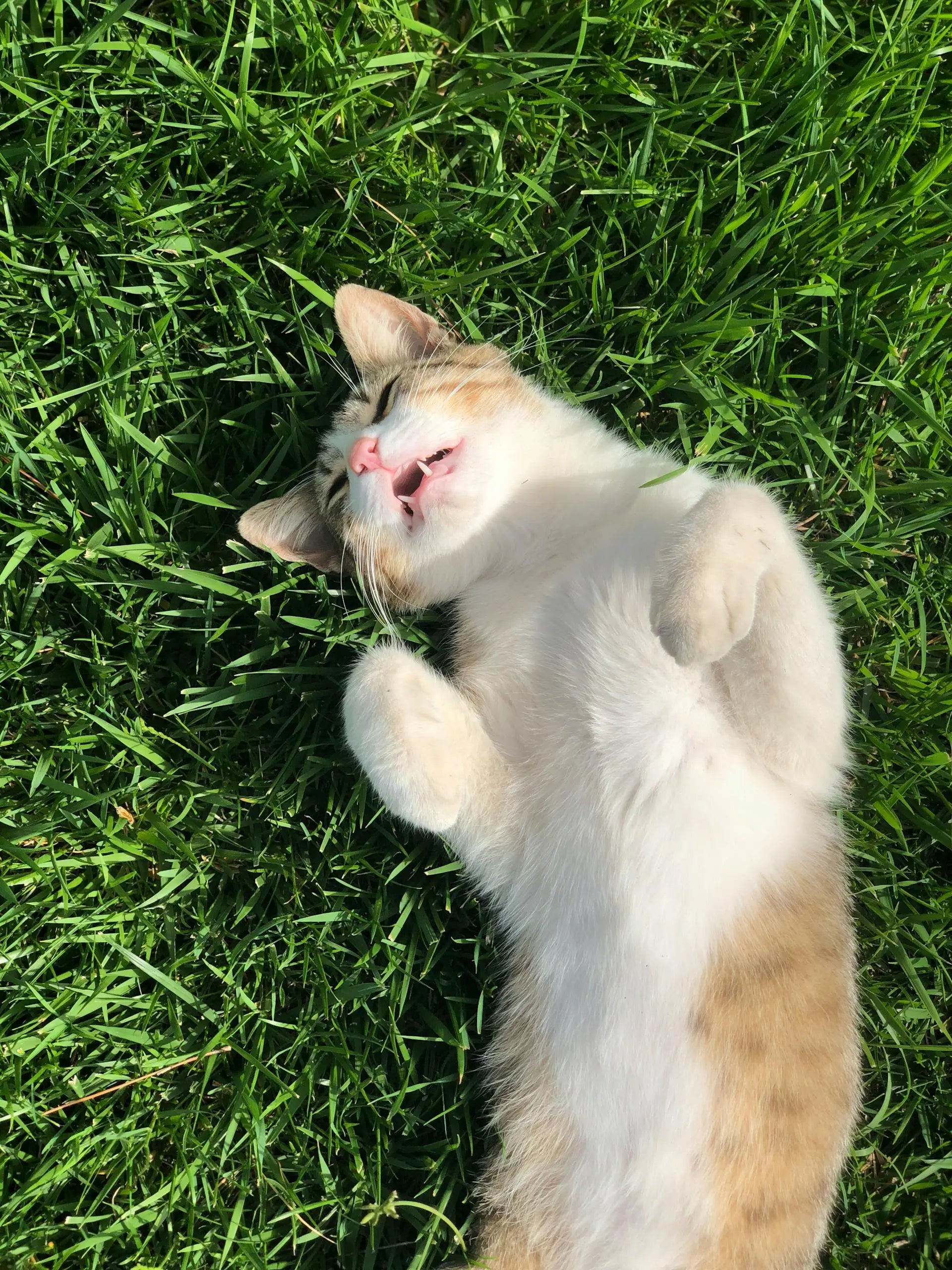 Freeze Dried Cat Food: Long Term Freezer Storage Guide | Fridge.com