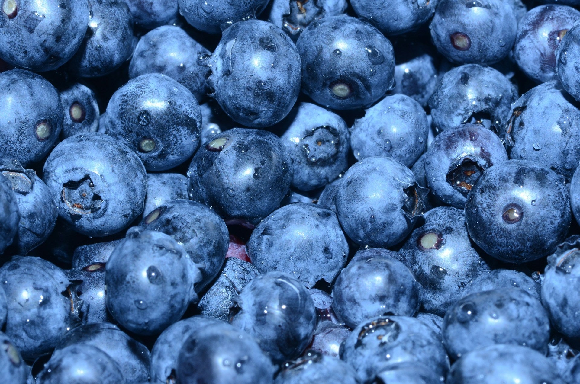 Freeze Dried Organic Blueberries | Fridge.com