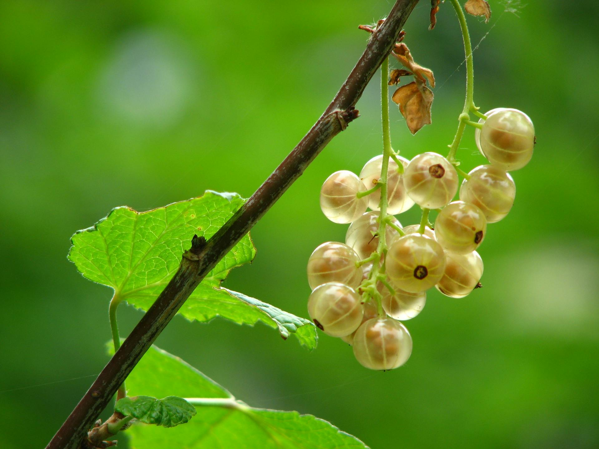 Freezing Gooseberries | Fridge.com