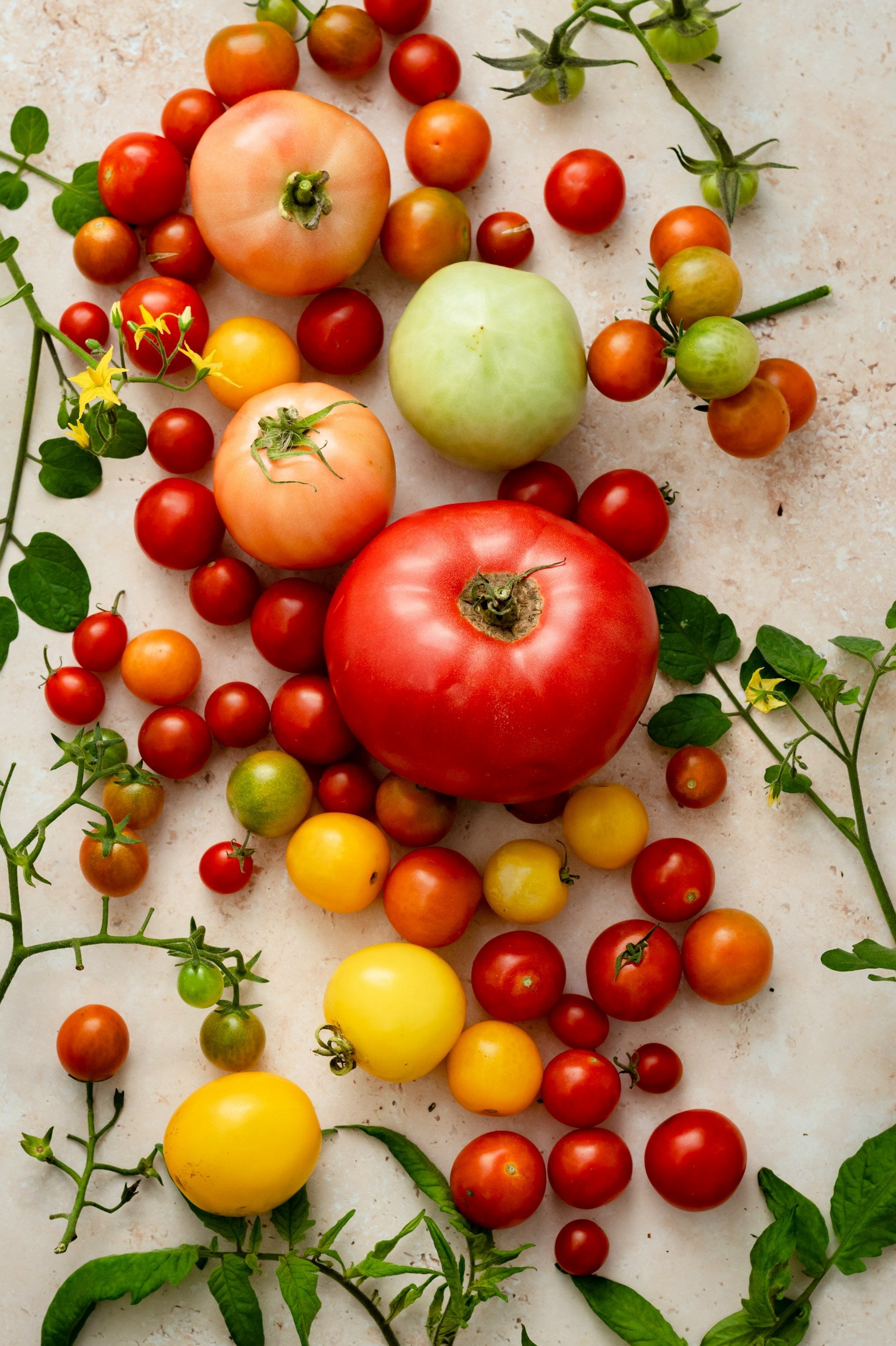Fresh Tomatoes Freezing | Fridge.com