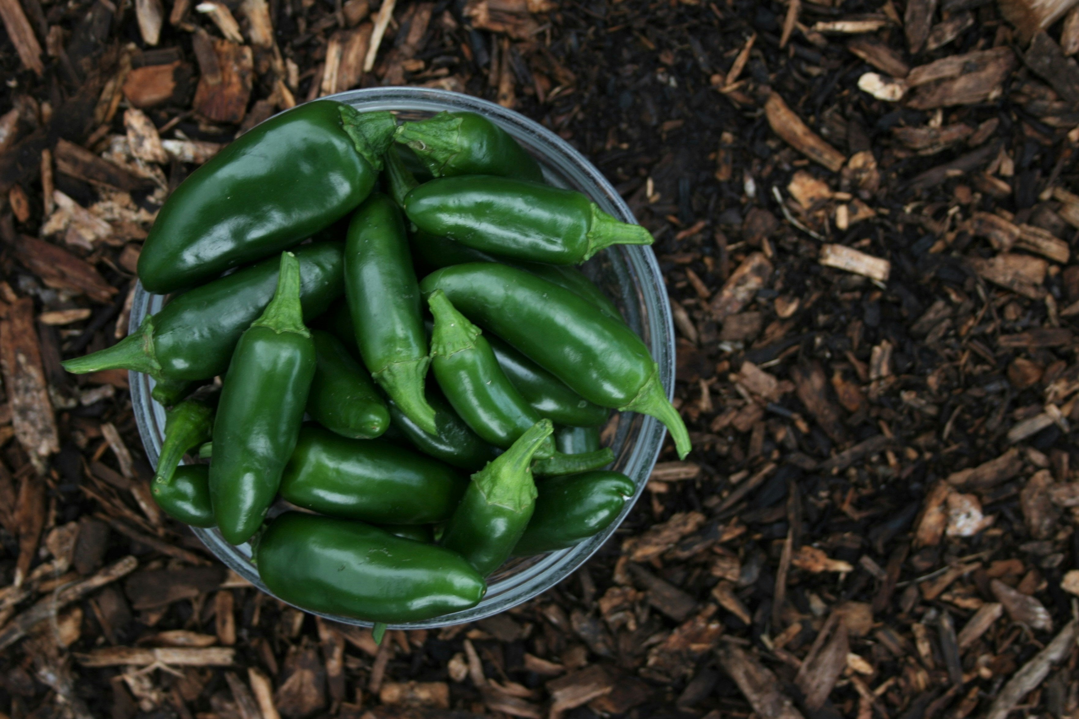 Fridge Pickled Jalapenos | Fridge.com