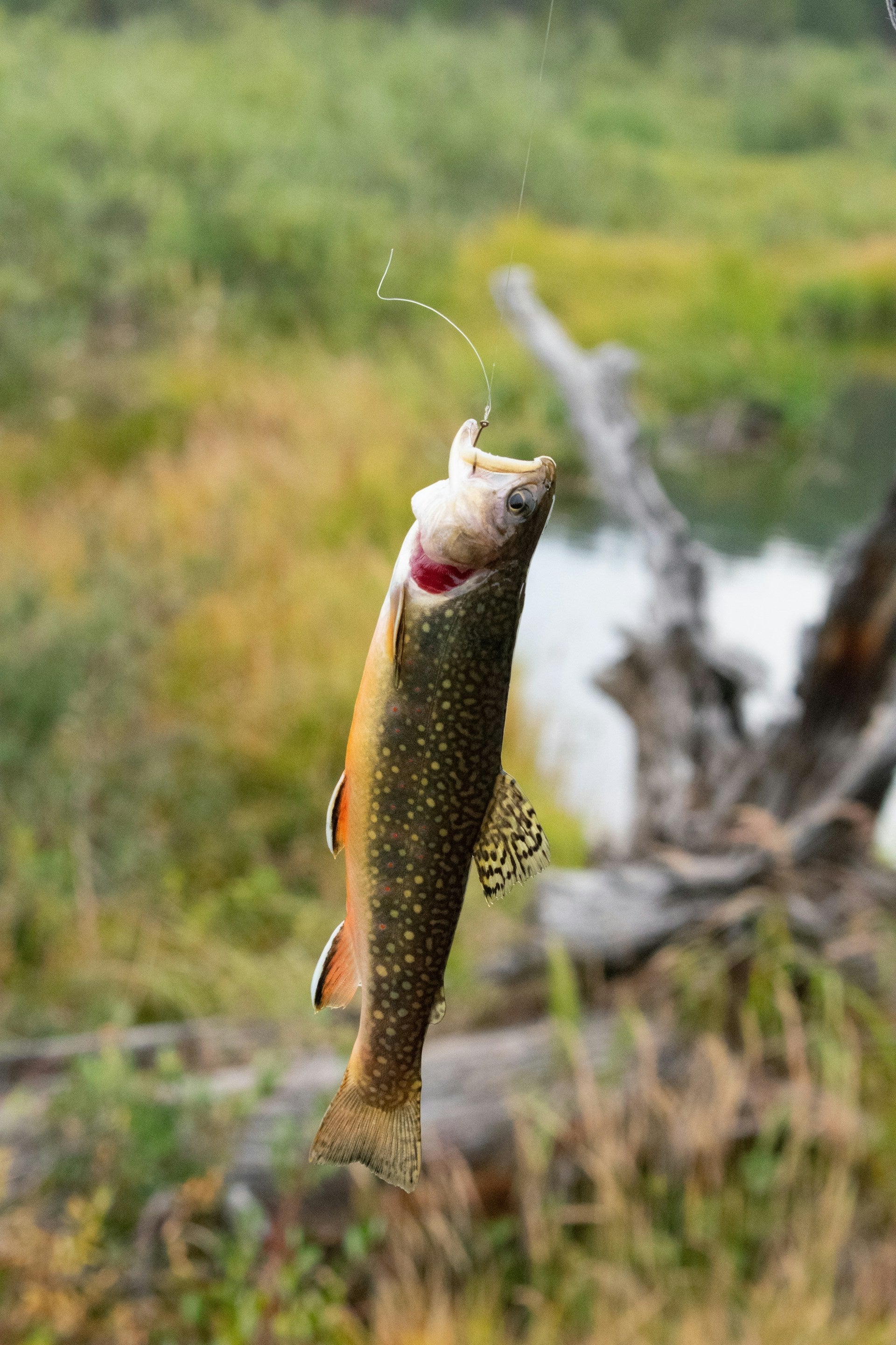 How Long Can Trout Last In The Fridge? | Fridge.com