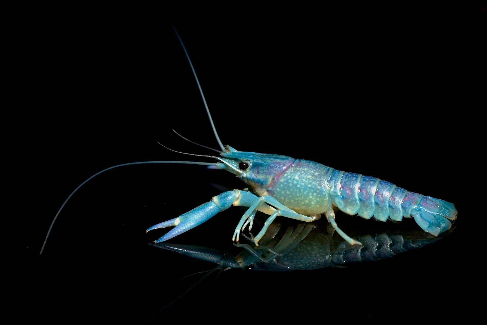 How Long Can Yabby Last In The Fridge? | Fridge.com