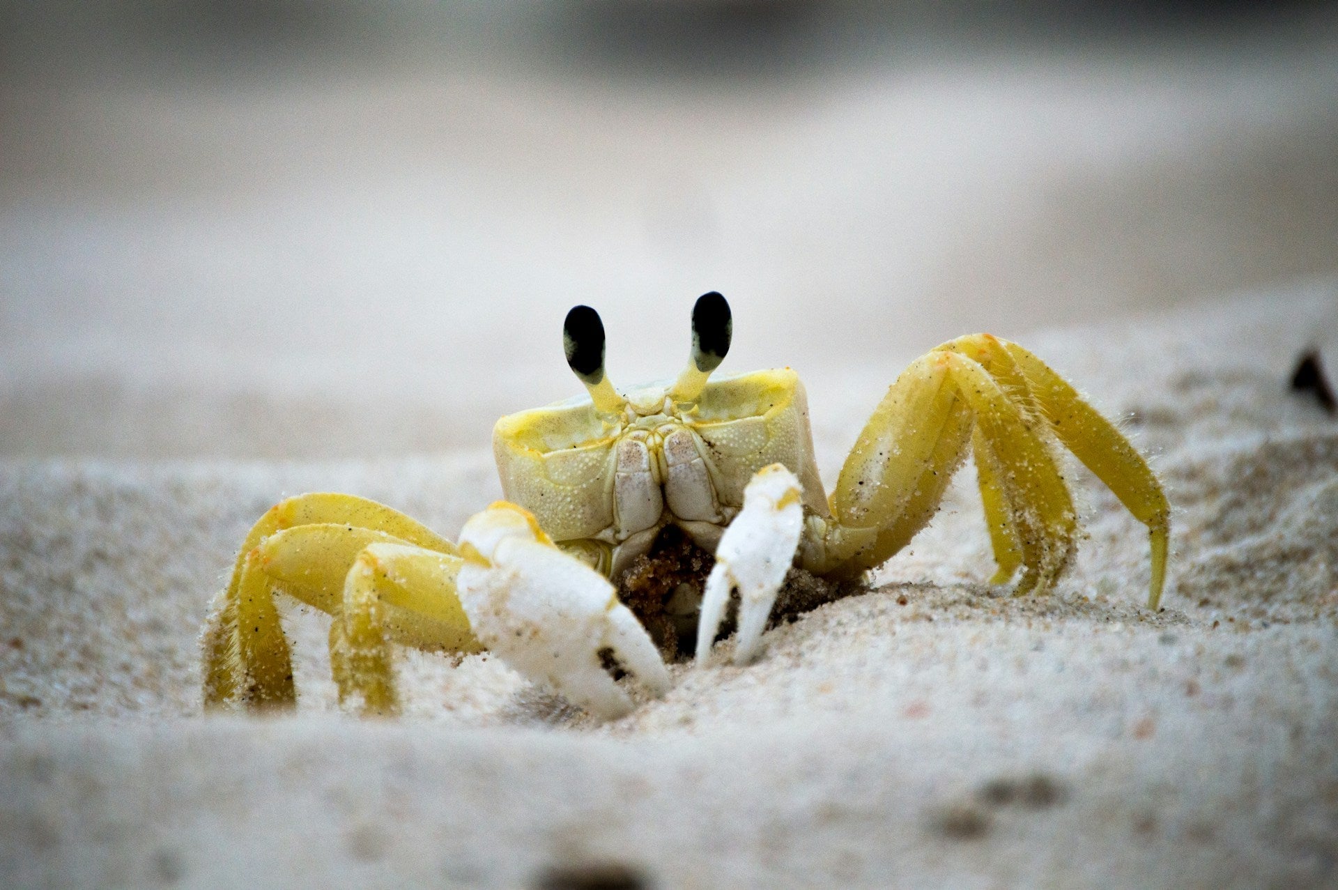 How Long Can Yellow Shore Crab Last In The Fridge? | Fridge.com