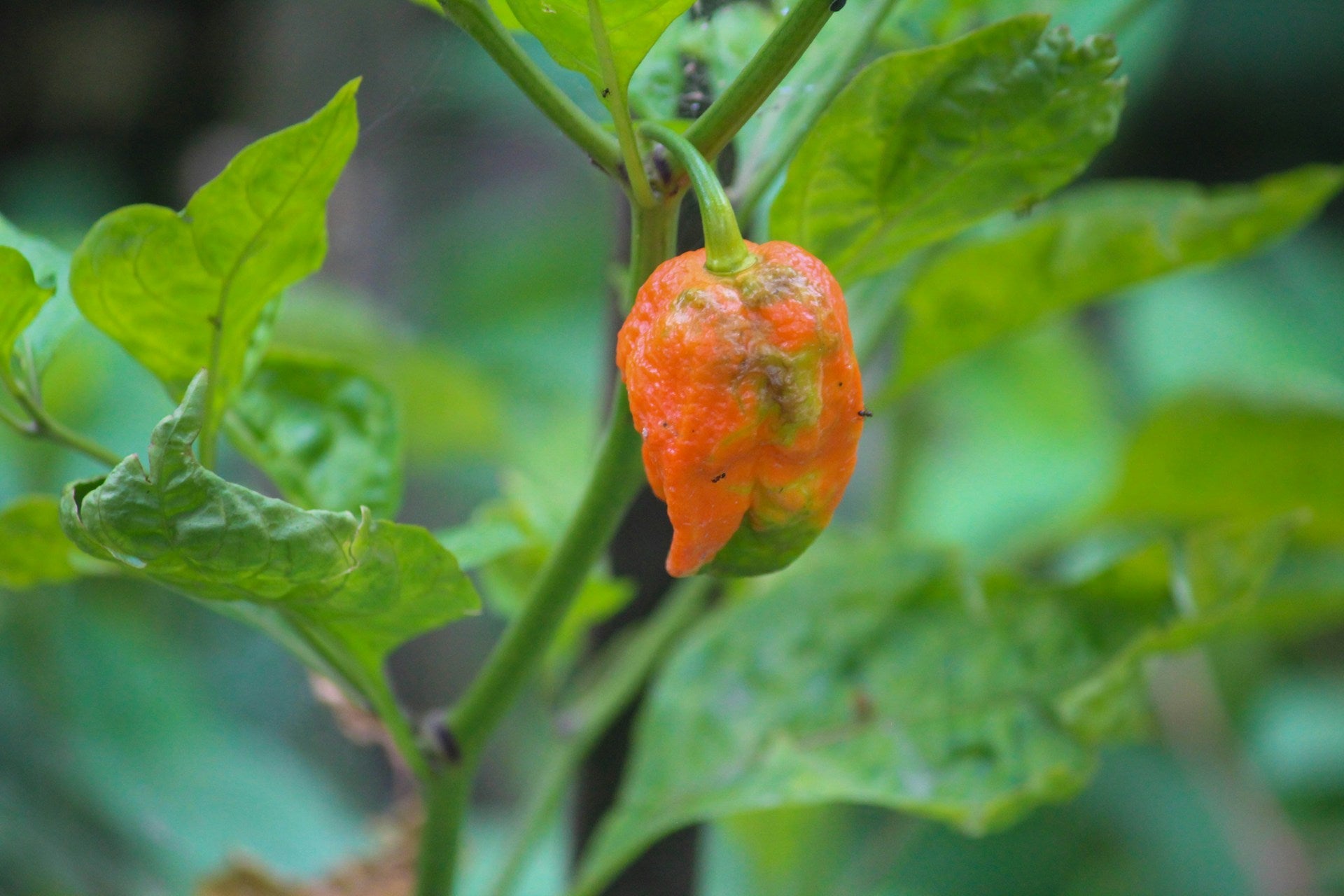 How Long Do Bhut Jolokias Last In The Fridge? | Fridge.com