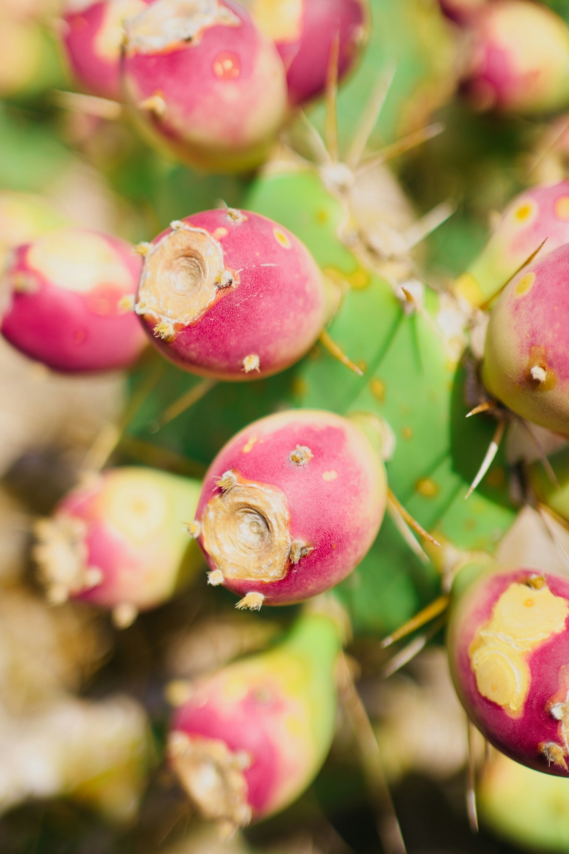 How Long Do Cactus Pears Last In The Fridge? | Fridge.com