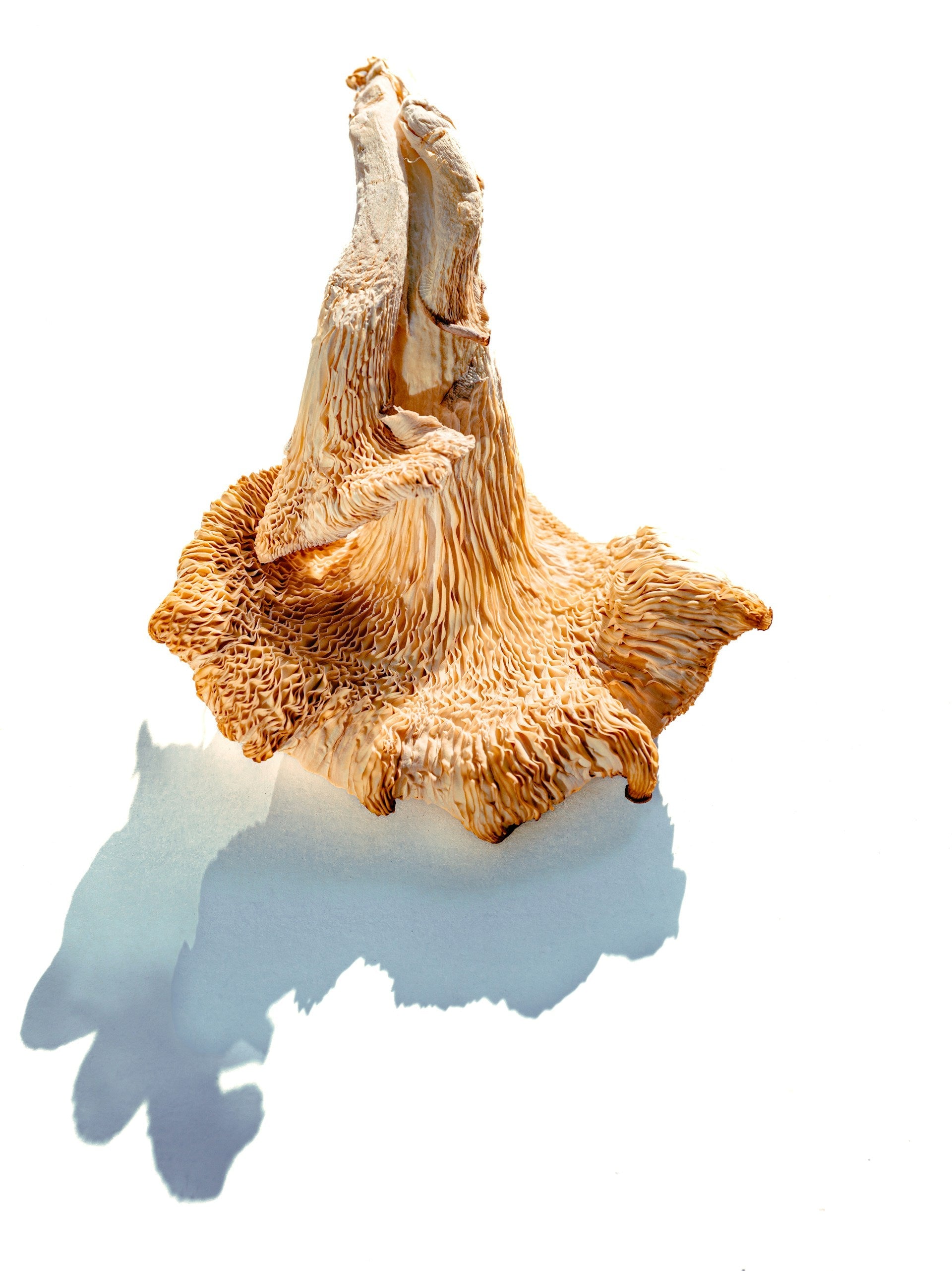 How Long Do Chicken Of The Woods Mushrooms Last In The Fridge? | Fridge.com