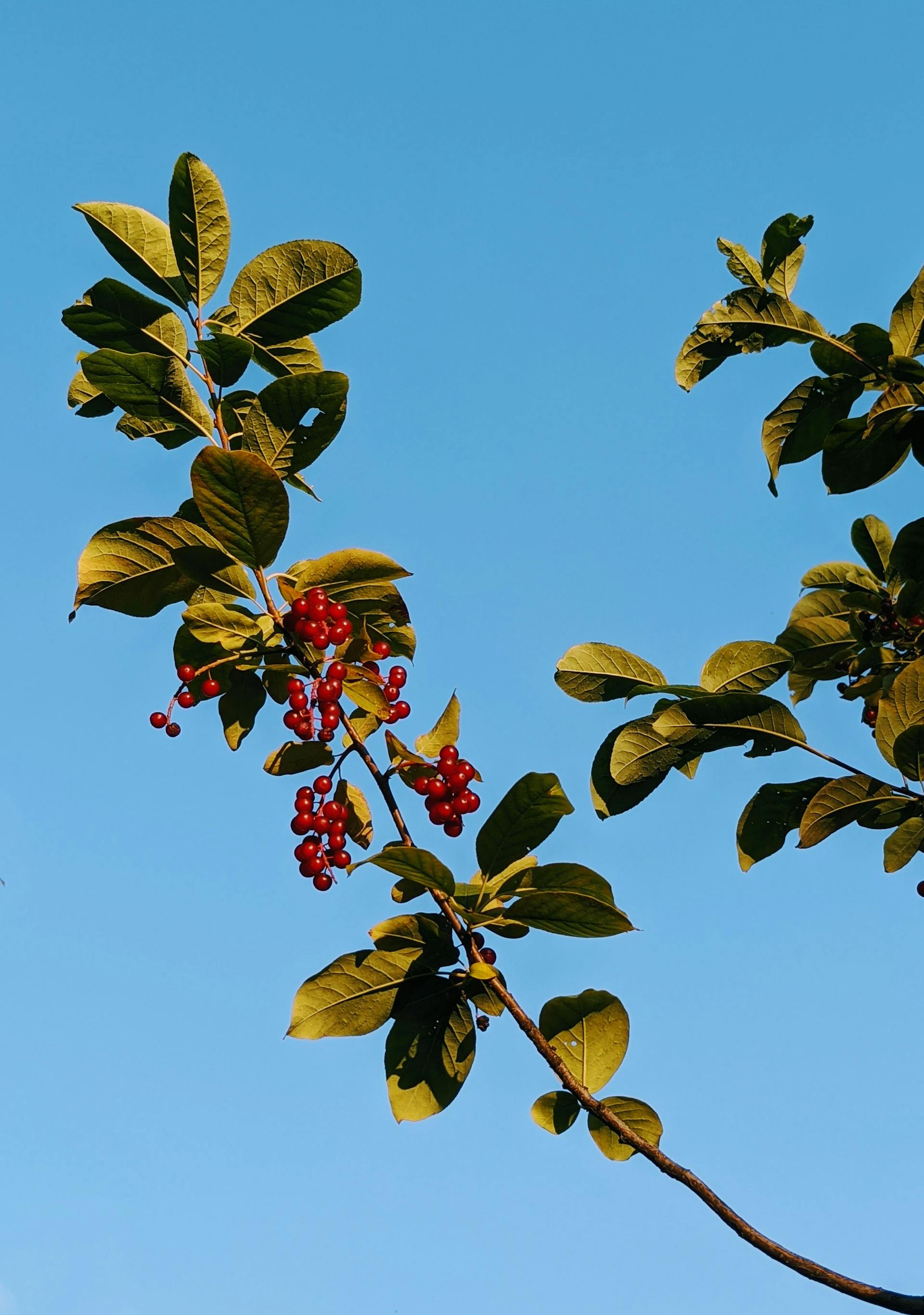How Long Do Chokecherries Last In The Fridge? | Fridge.com