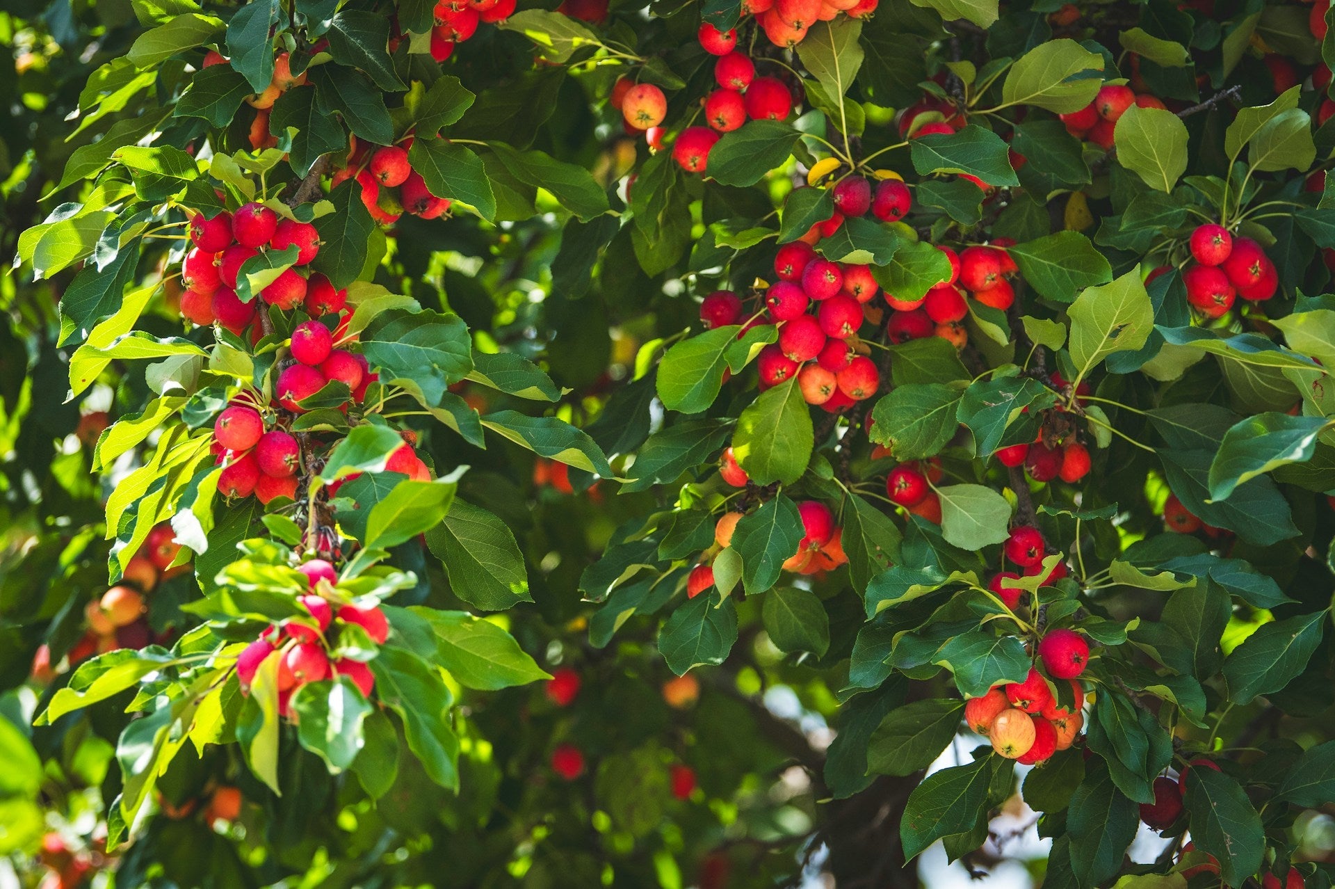 How Long Do Crab Apples Last In The Fridge? | Fridge.com