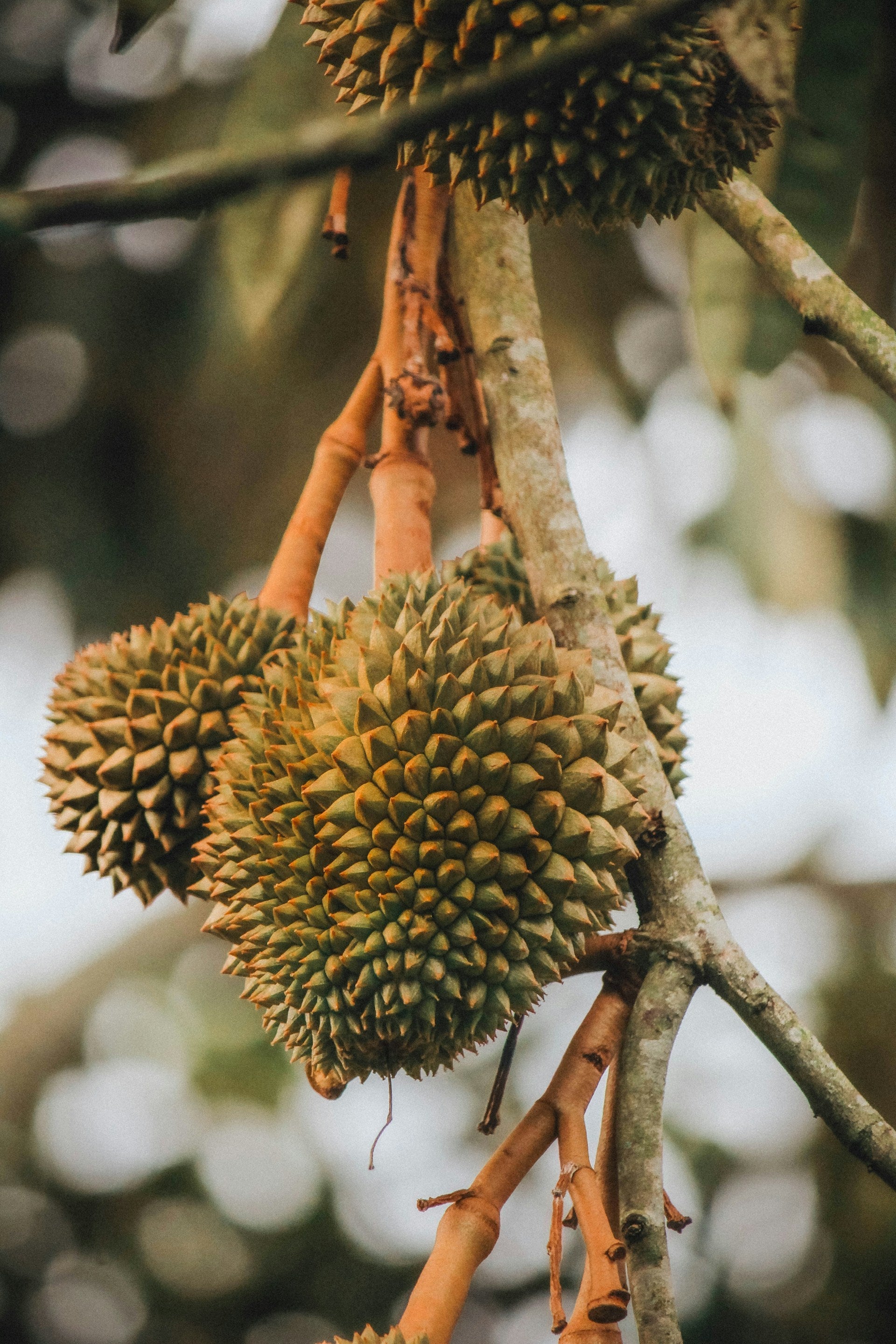 How Long Do Durians Last In The Fridge? | Fridge.com