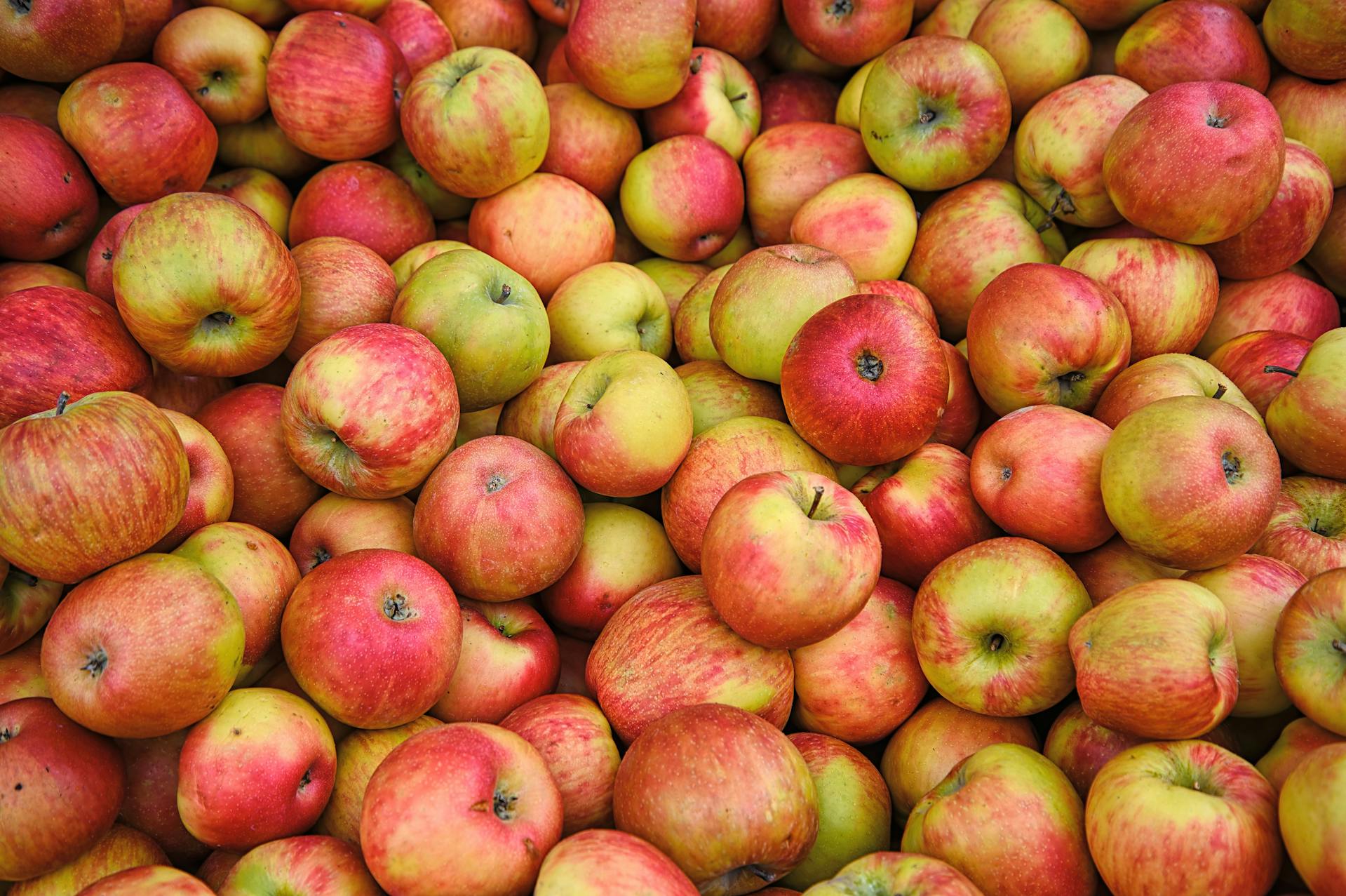 How Long Do Fuji Apples Last In The Fridge? | Fridge.com