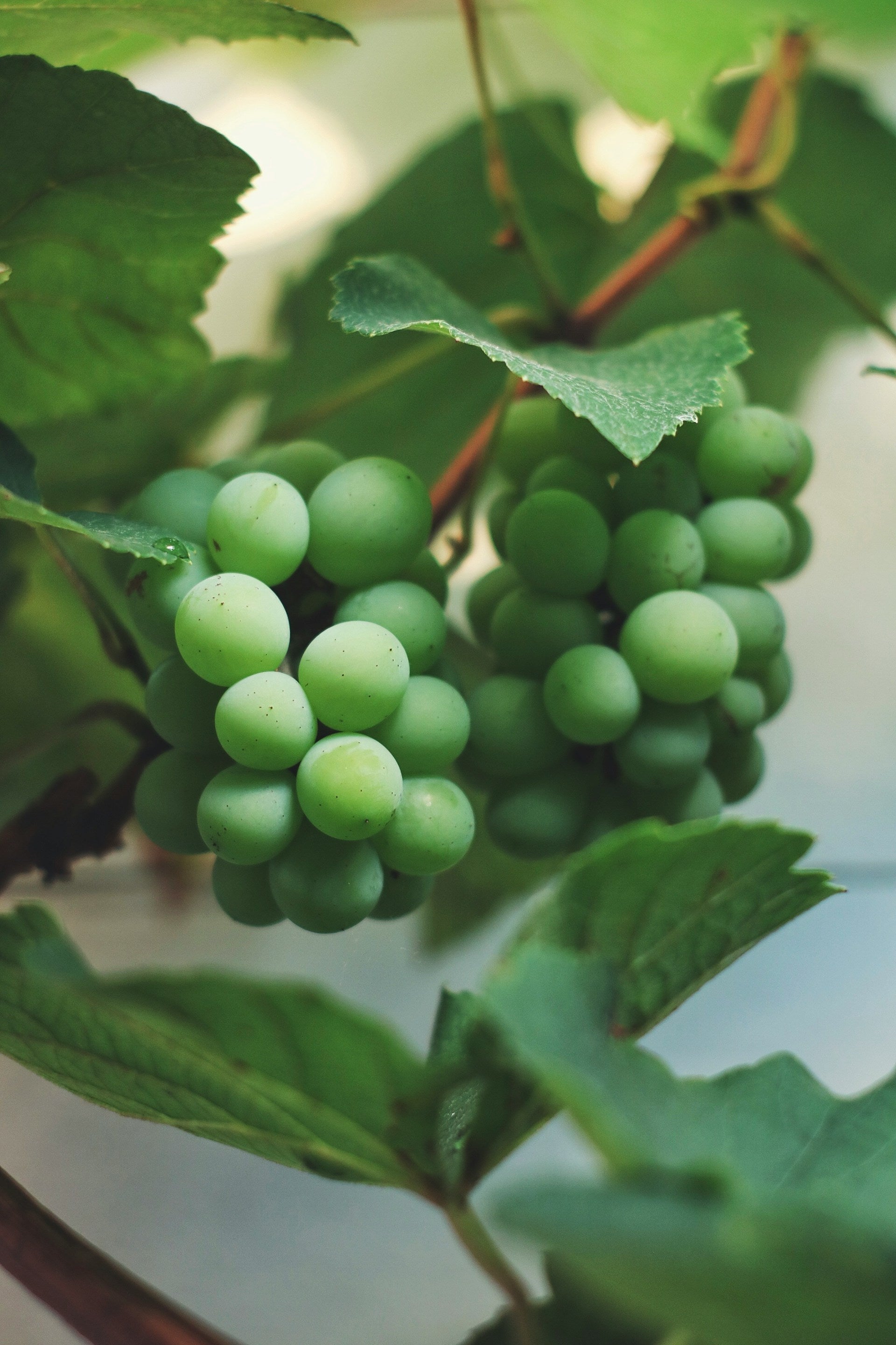How Long Do Green Grapes Last In The Fridge? | Fridge.com