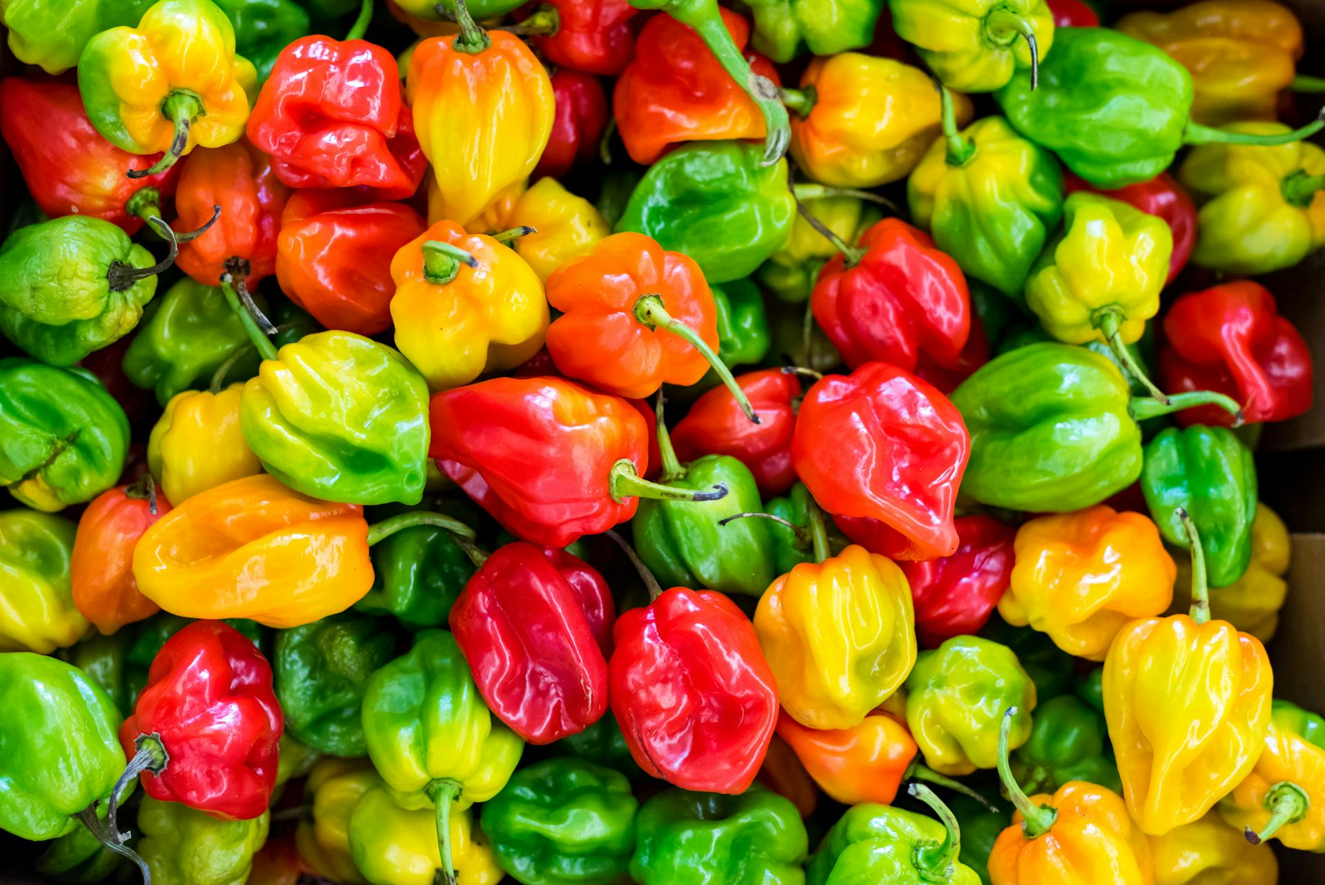 How Long Do Habanero Peppers Last In The Fridge? | Fridge.com