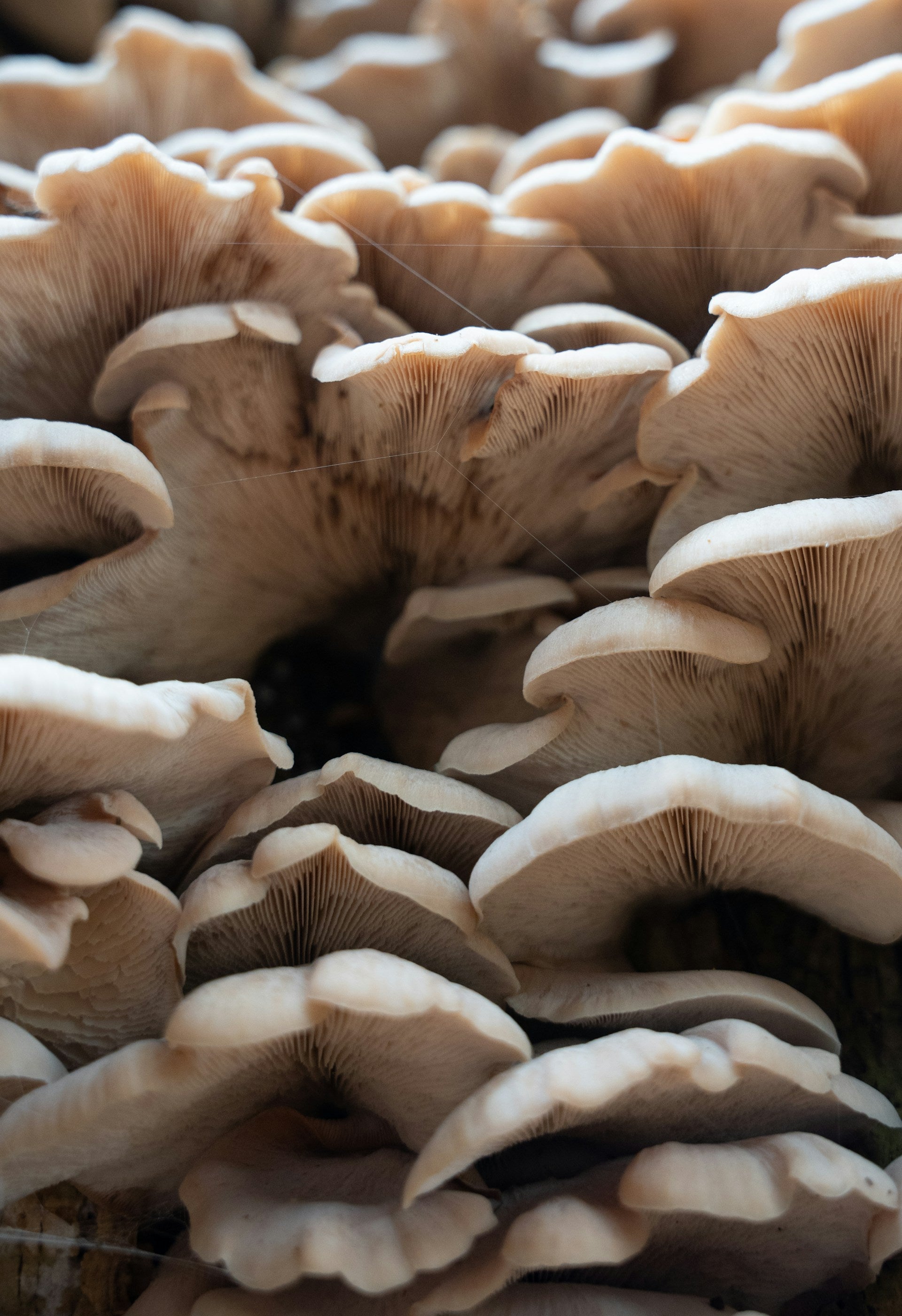 How Long Do Hedgehog Mushrooms Last In The Fridge? | Fridge.com