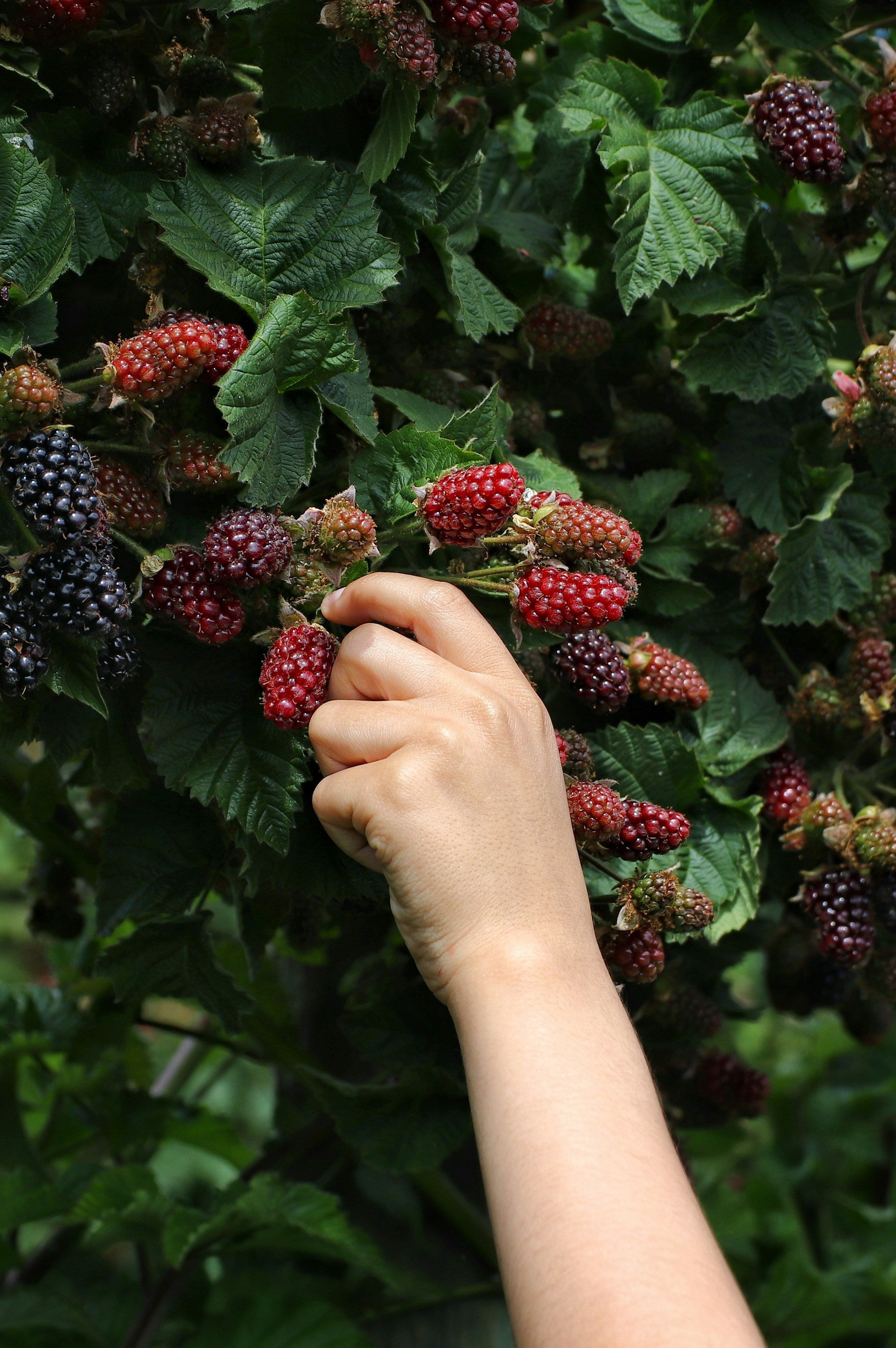 How Long Do Mora Berries Last In The Fridge? | Fridge.com