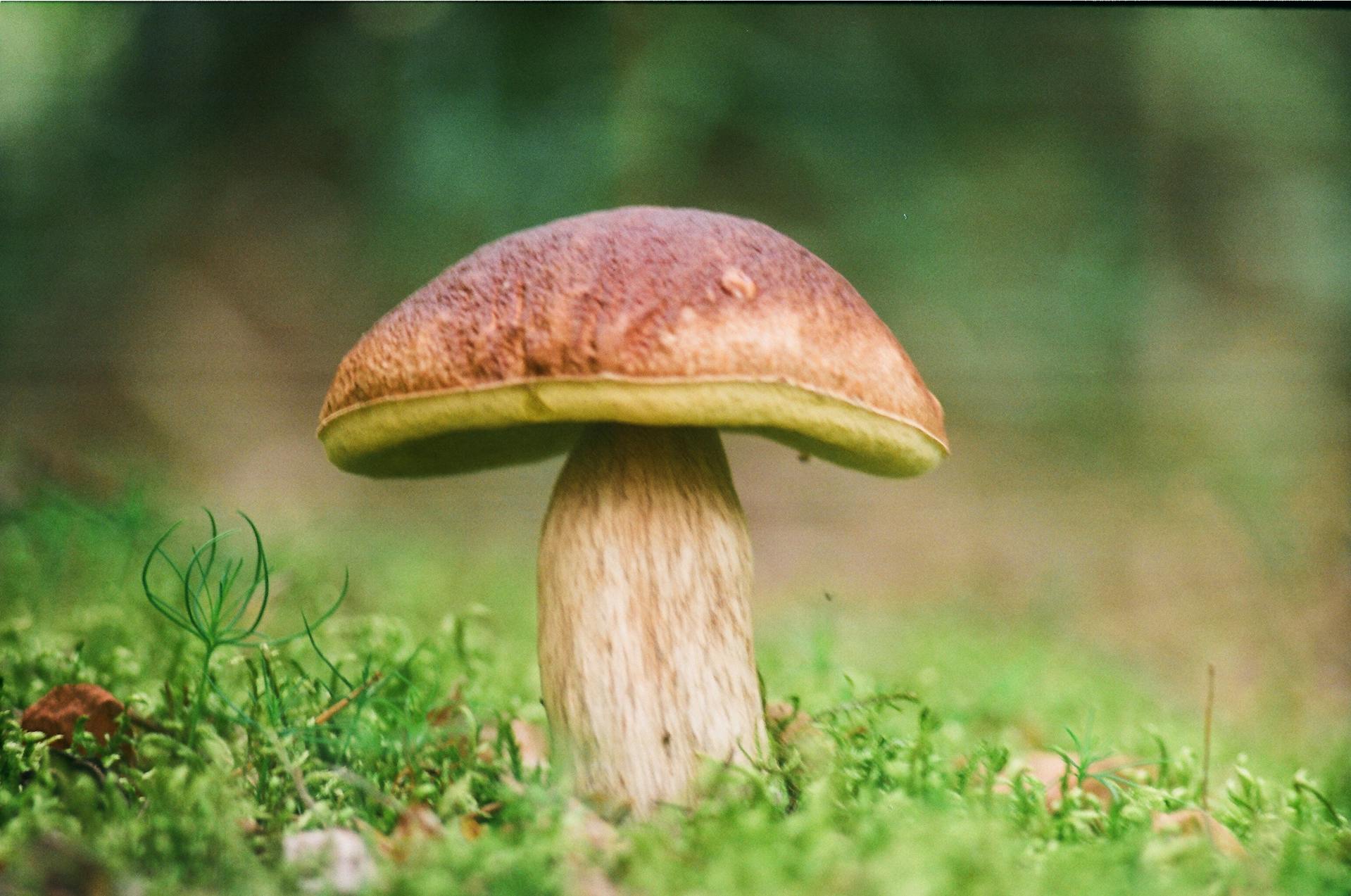 How Long Do Porcini Mushrooms Last In The Fridge? | Fridge.com