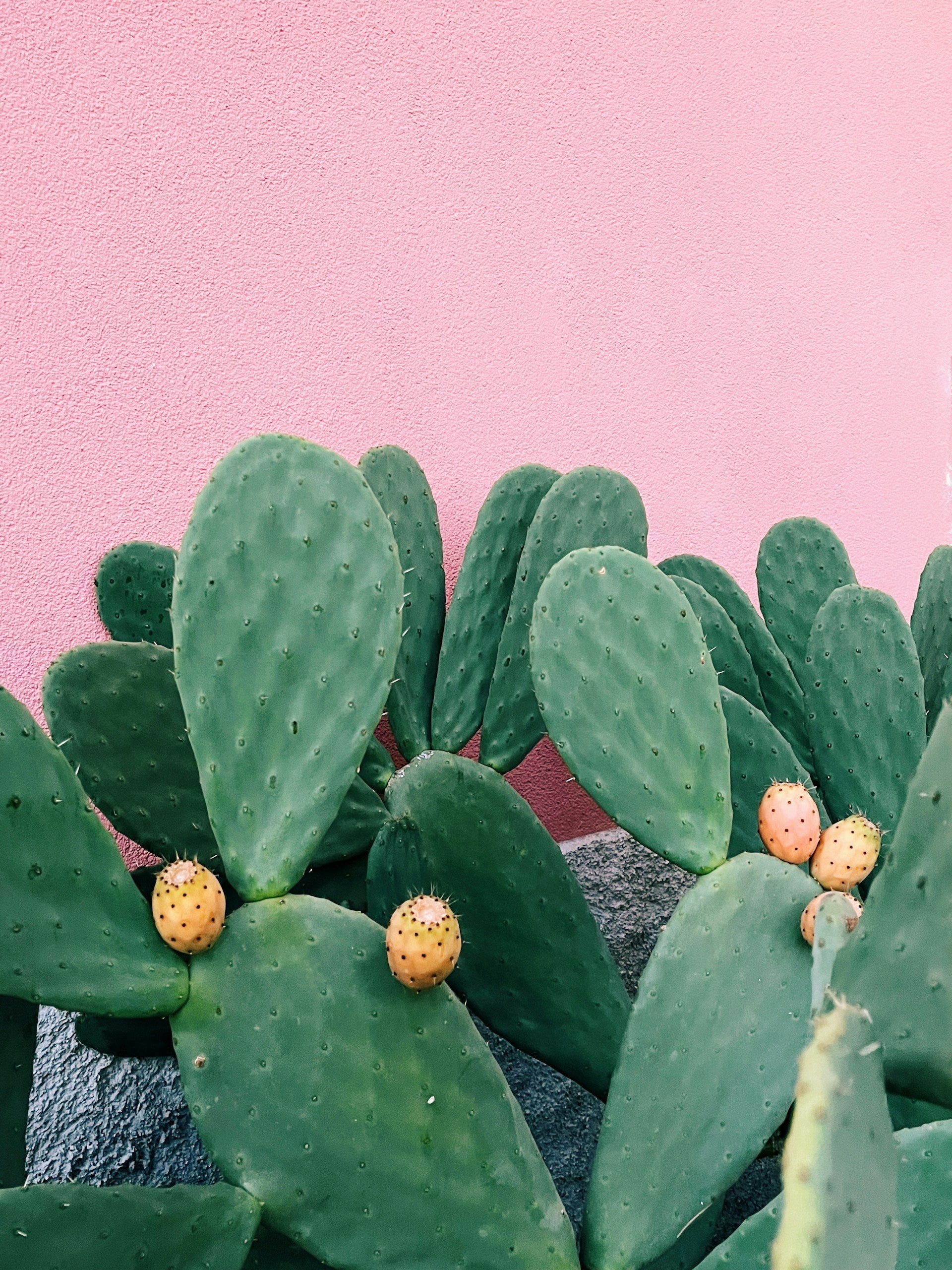 How Long Do Prickly Pears Last In The Fridge? | Fridge.com