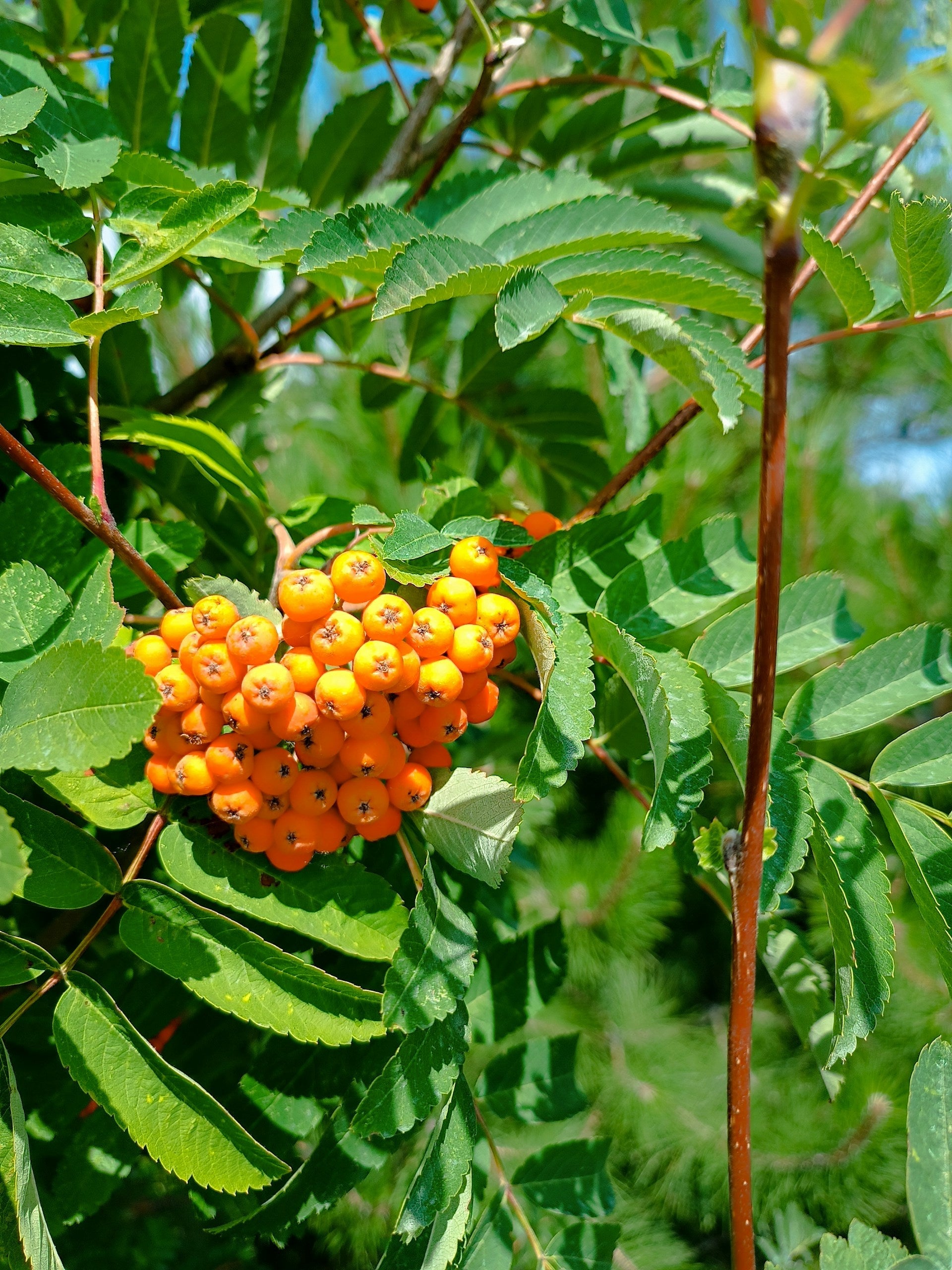 How Long Do Sea Buckthorn Berries Last In The Fridge? | Fridge.com