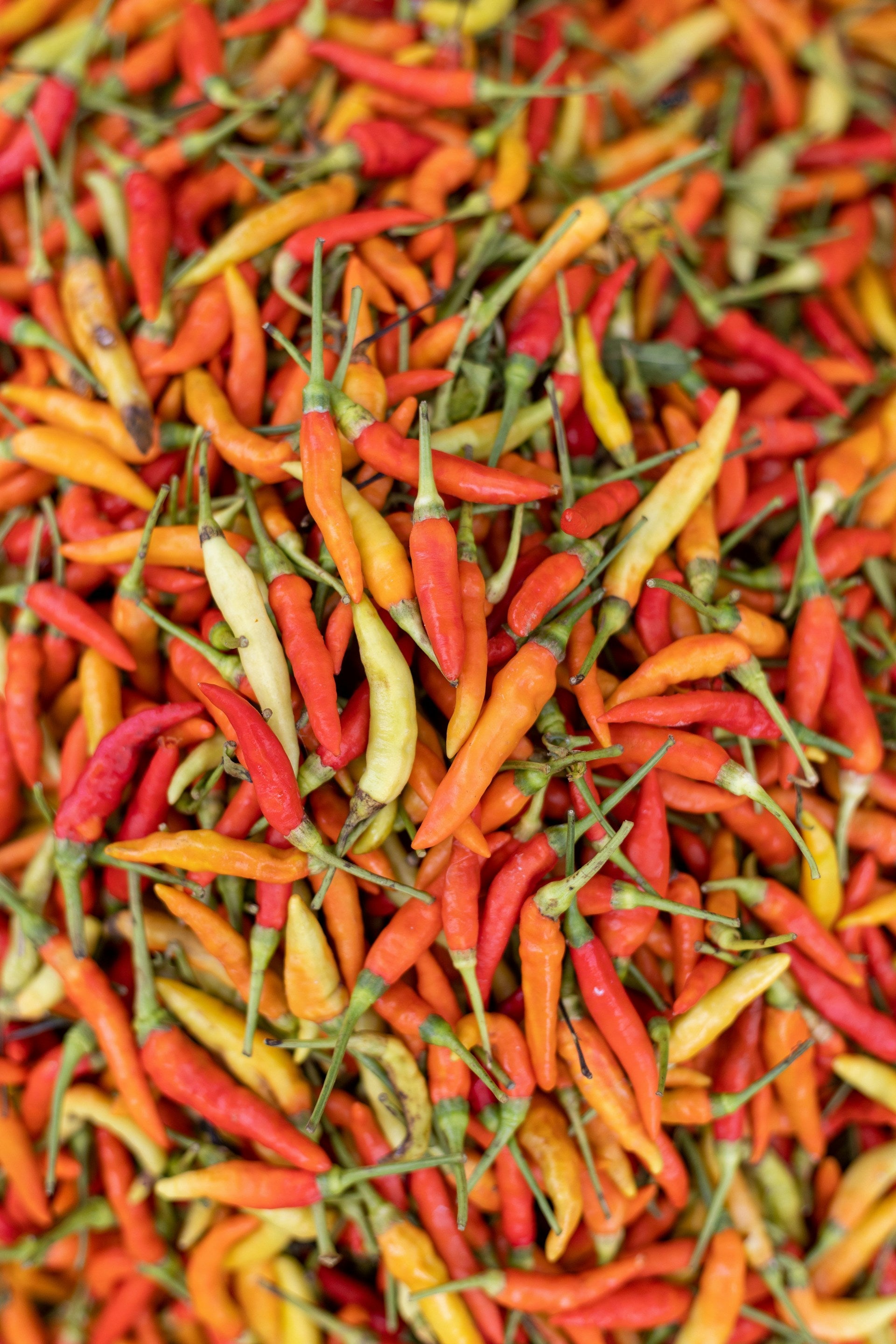 How Long Do Thai Chili Peppers Last In The Fridge? | Fridge.com