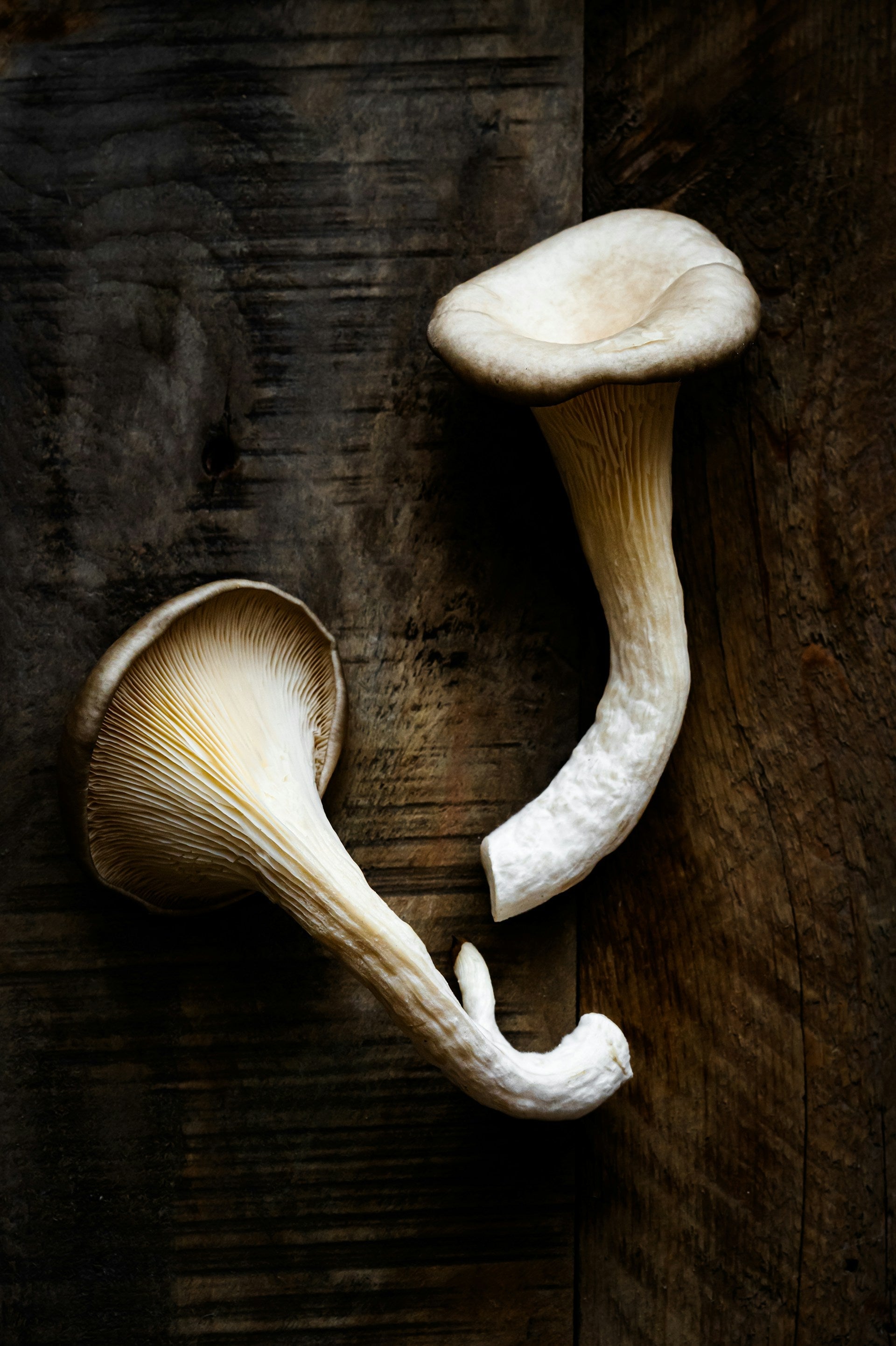 How Long Do Wood Ear Mushrooms Last In The Fridge? | Fridge.com