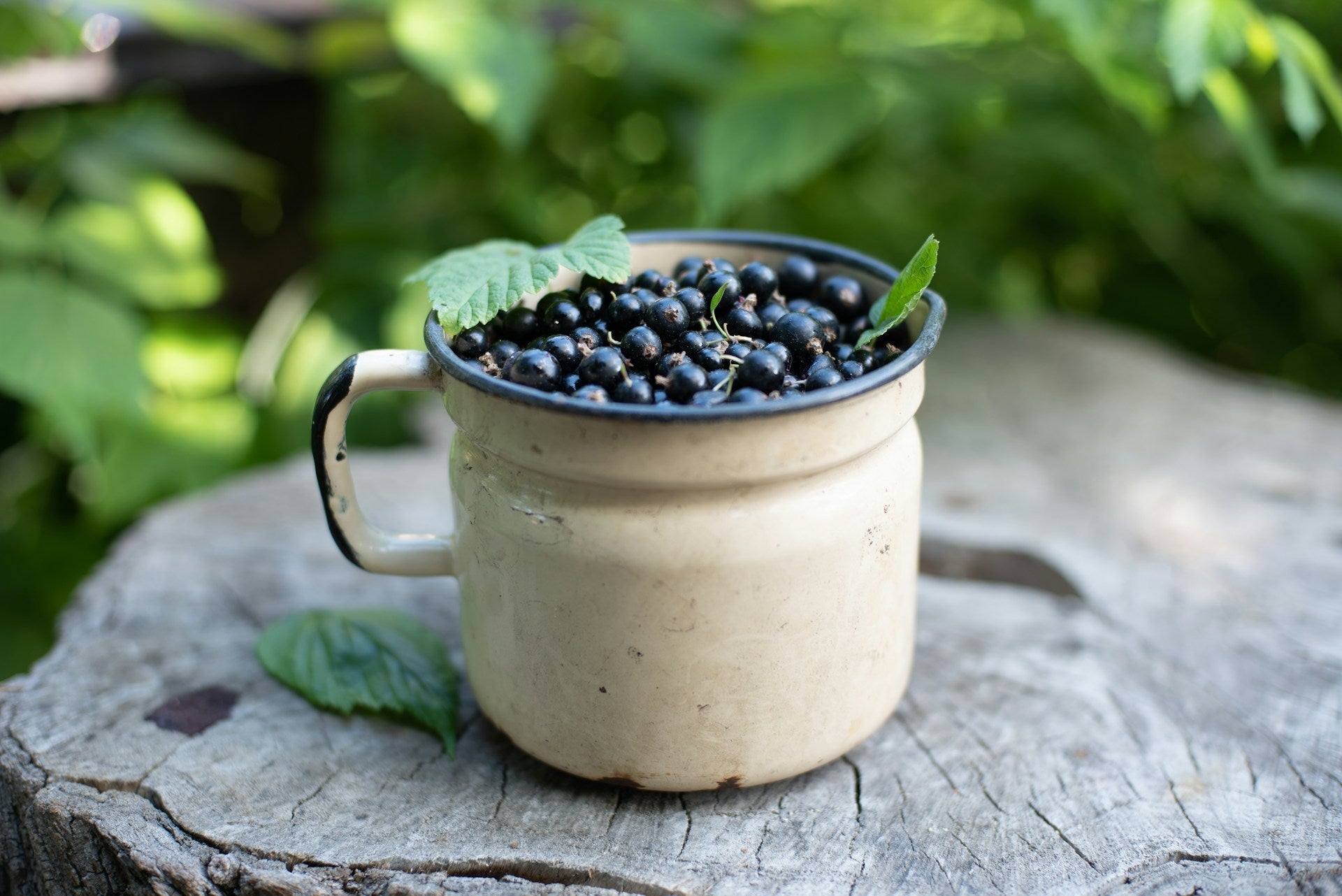 How Long Does Blackcurrant Juice Last In The Fridge? | Fridge.com