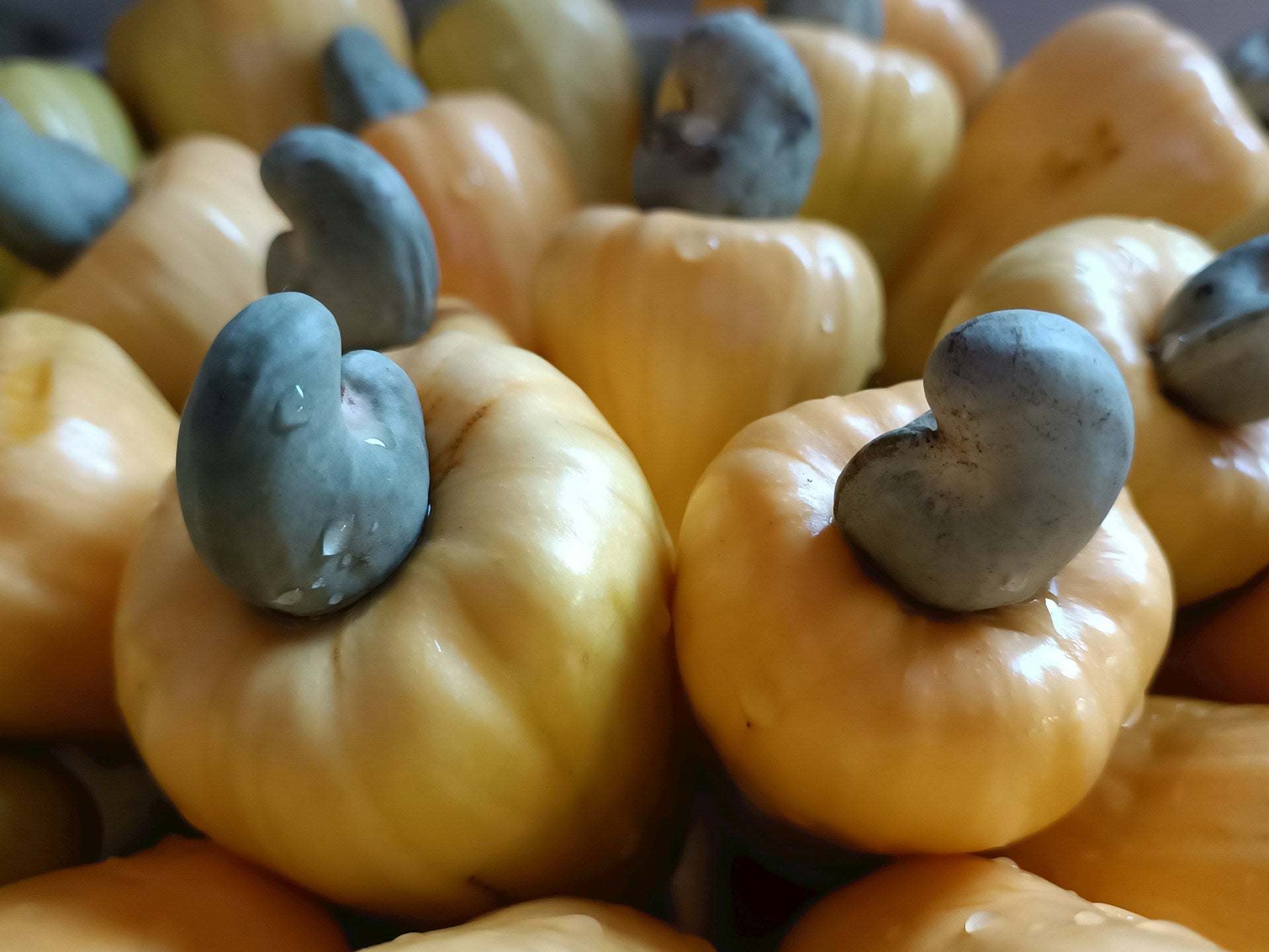 How Long Does Cashew Fruit Last In The Fridge? | Fridge.com