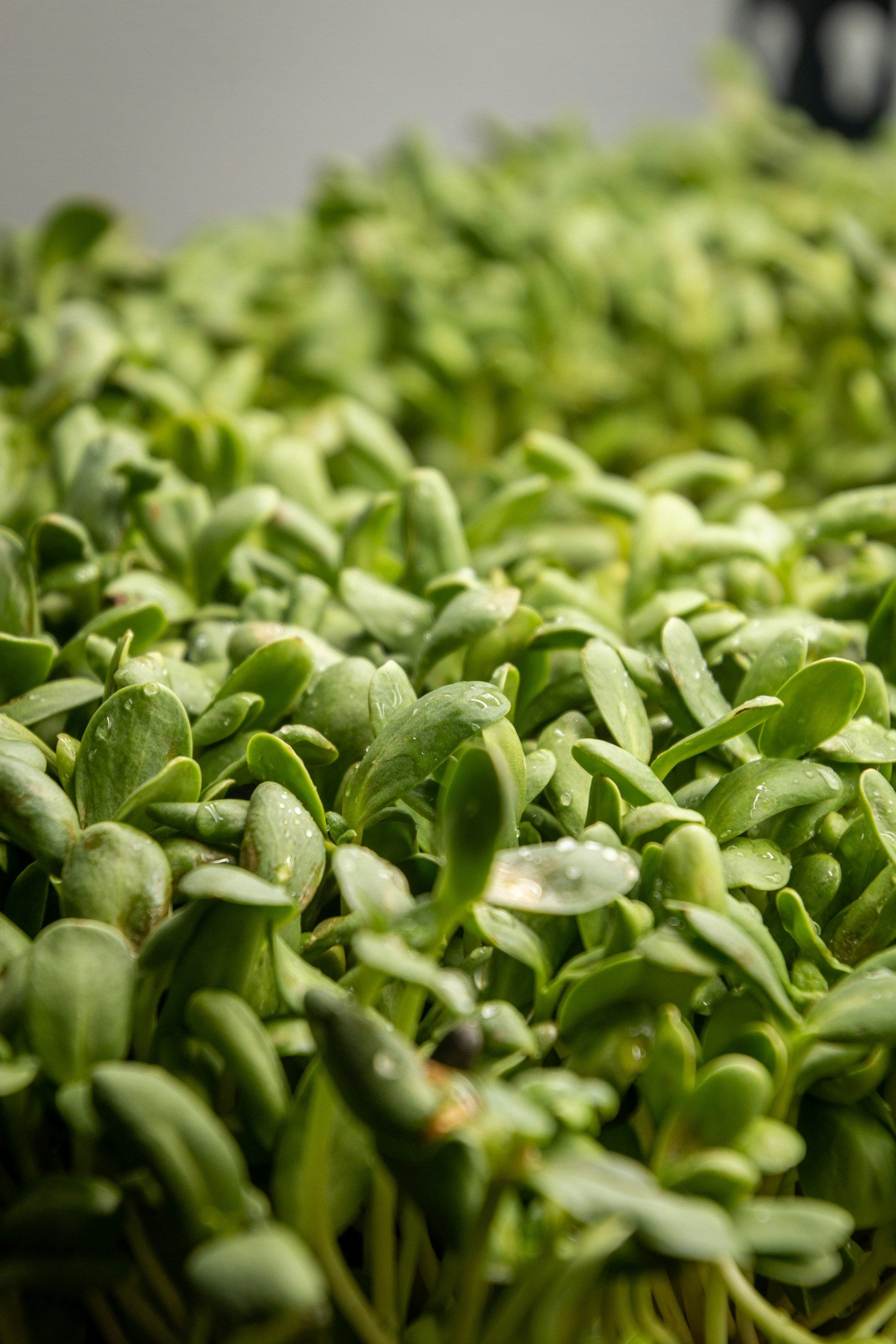 How Long Does Fenugreek Leaves Last In The Fridge? | Fridge.com