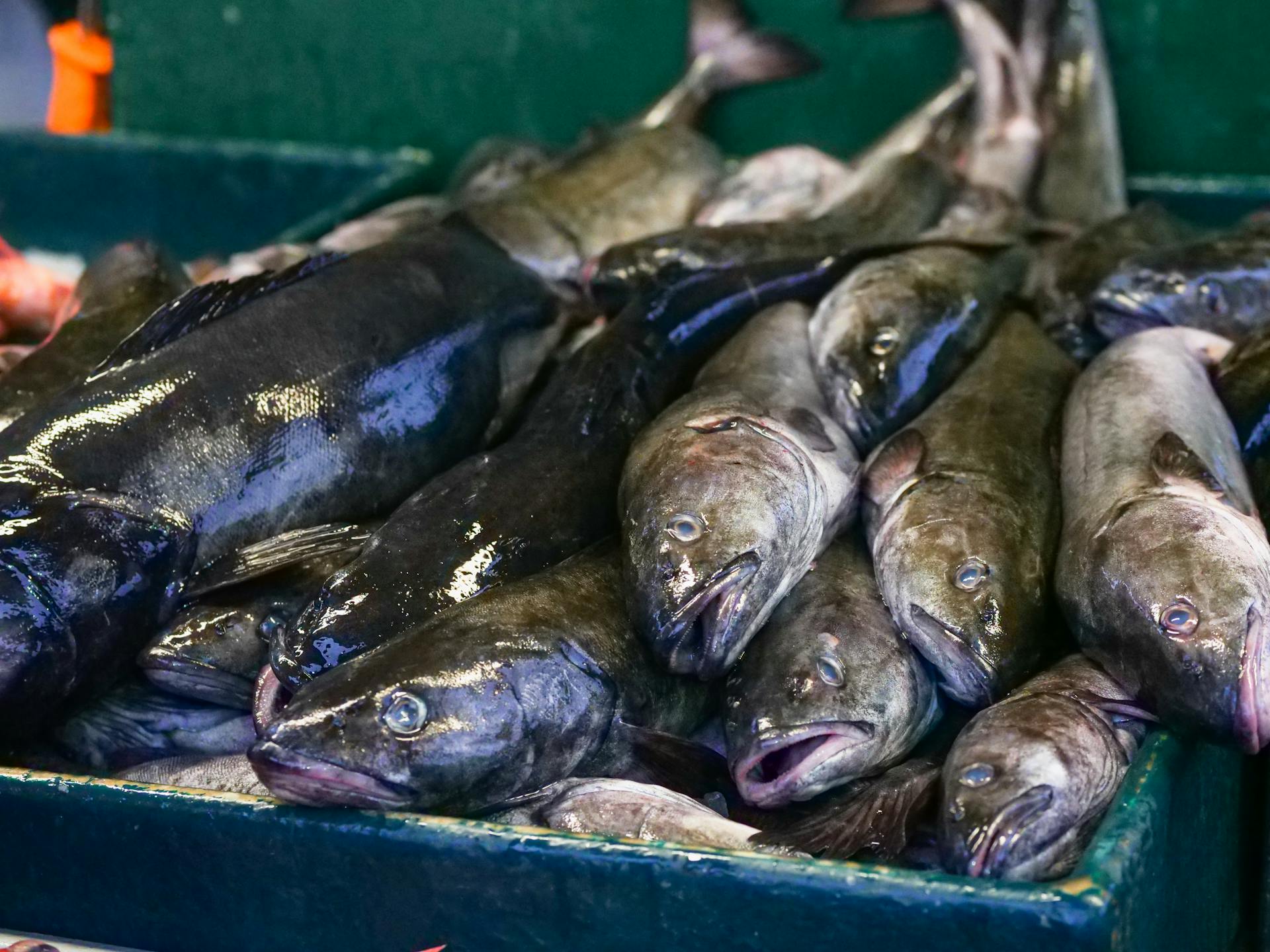 How Long Does Fish Last In Freezer? | Fridge.com