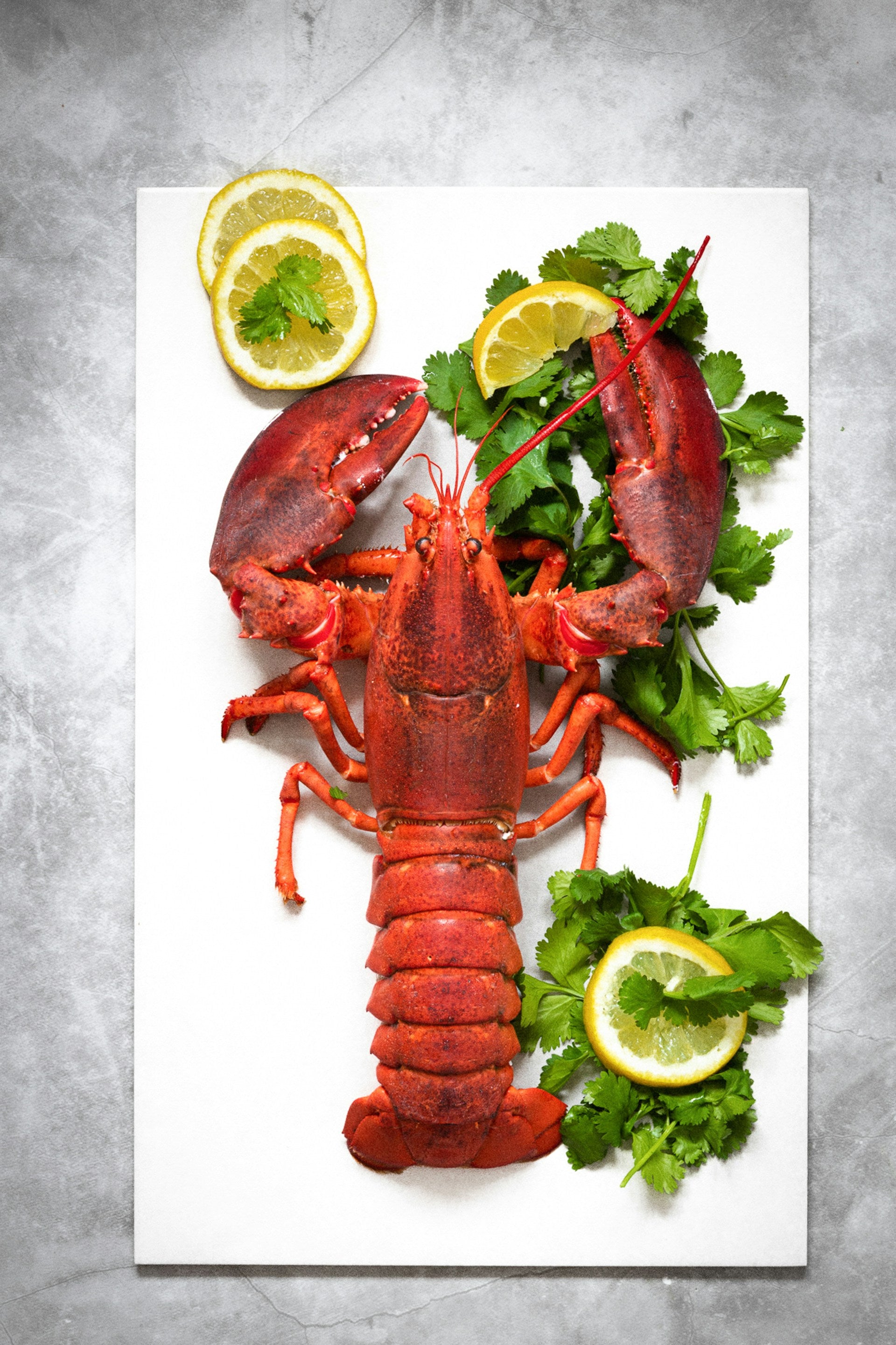 How Long Does Lobster Last In The Fridge? | Fridge.com