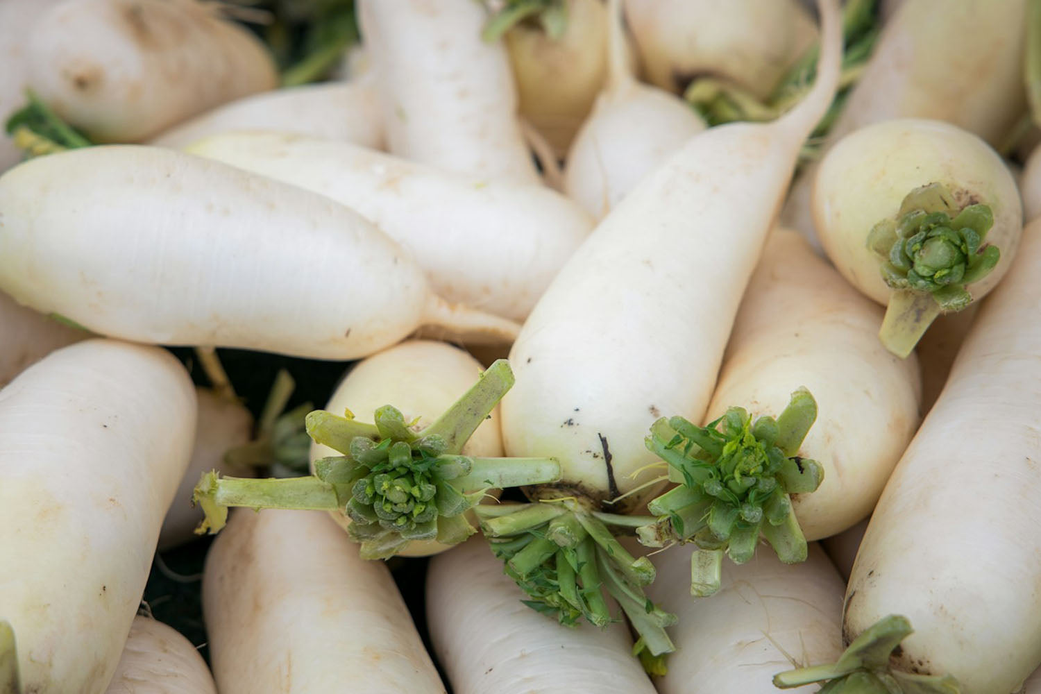 How Long Does Radish Last In The Fridge? | Fridge.com