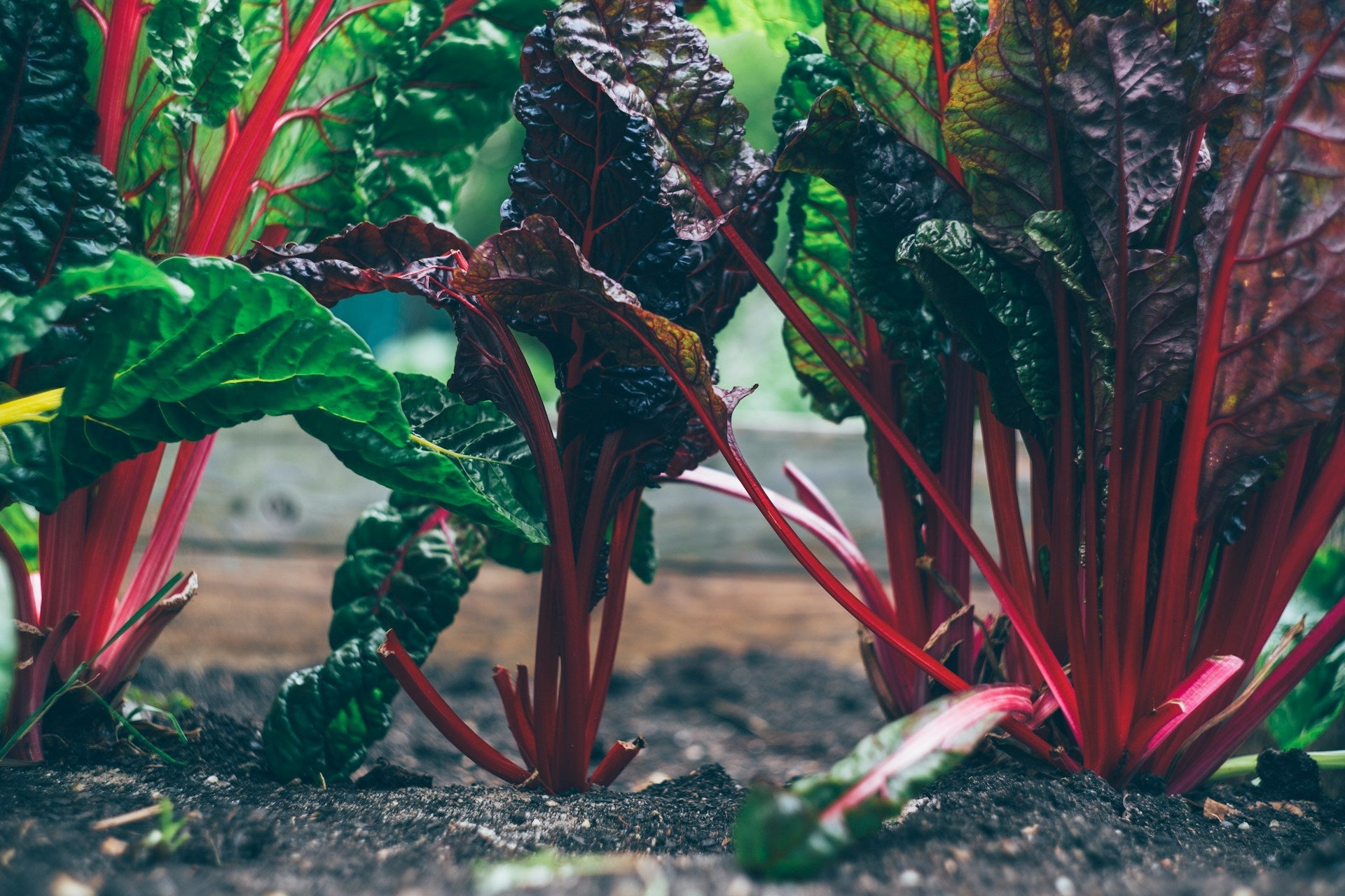 How Long Does Rhubarb Last In The Fridge? | Fridge.com